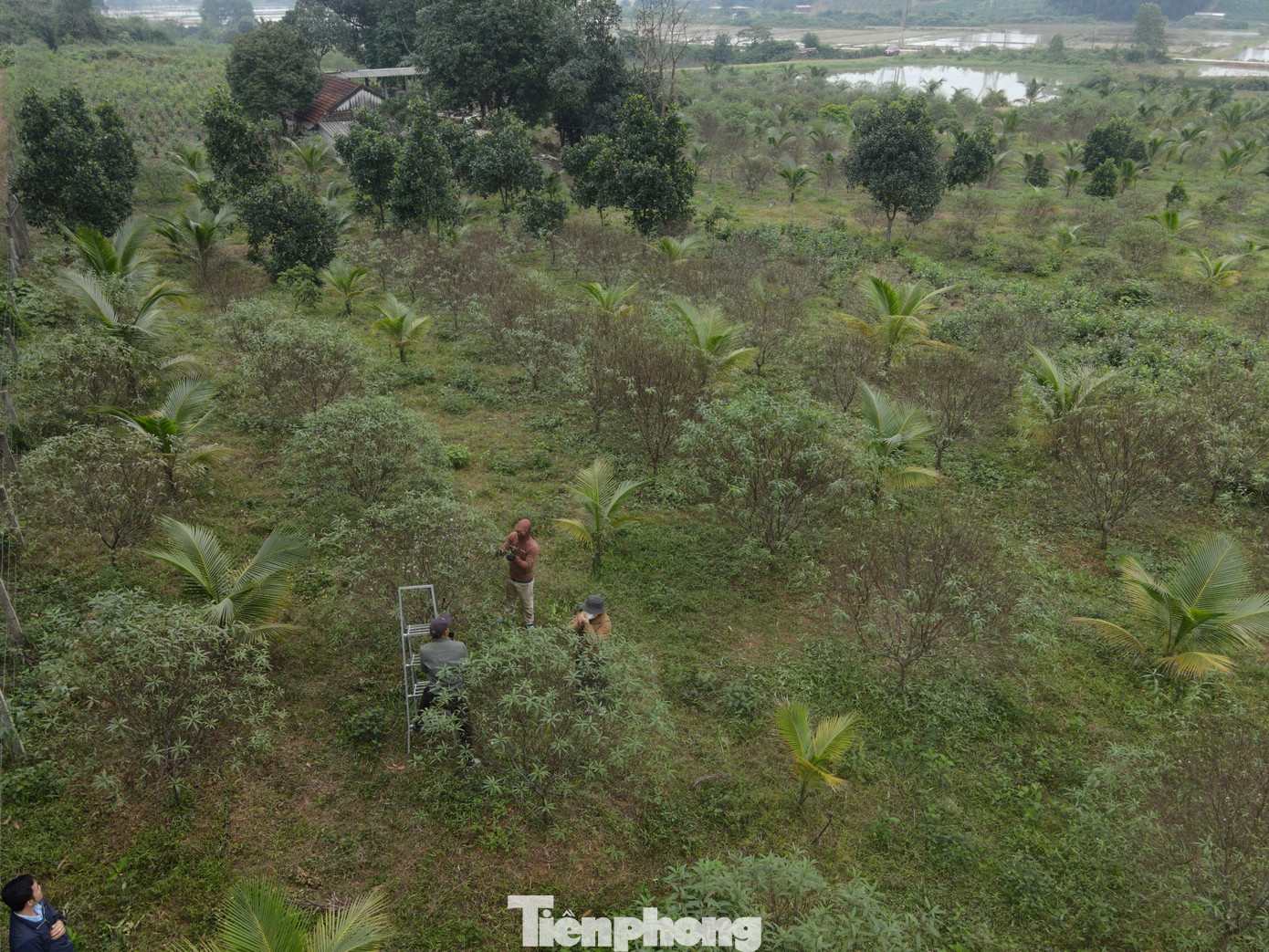 Dịp này người dân trồng đào phai ở xã Lưu Vĩnh Sơn (huyện Thạch Hà) đang tập trung tuốt lá, cắt tỉa cành để chuẩn bị tung ra thị trường dịp Tết Nguyên đán năm nay.