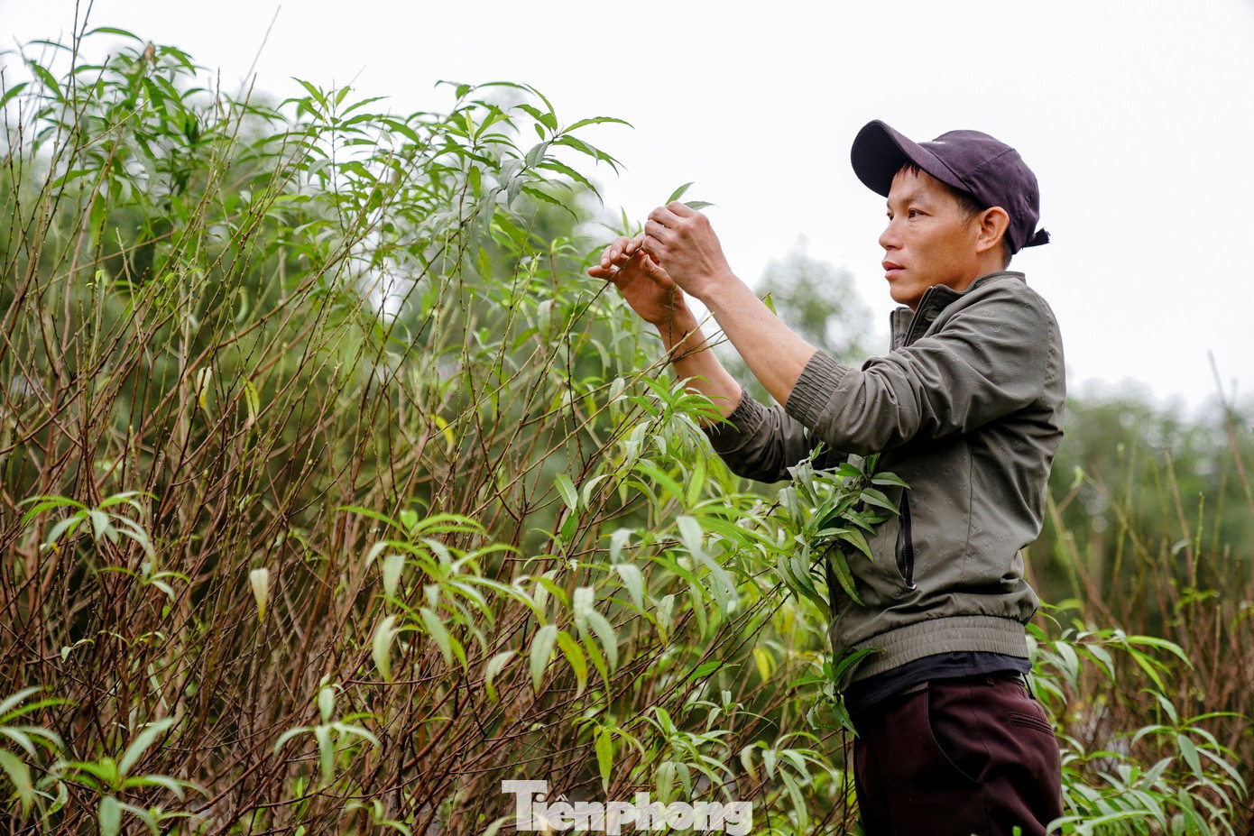 Năm nay gia đình anh Nguyễn Văn Dương (37 tuổi, trú tại xã Lưu Vĩnh Sơn) có trên 600 gốc đào xuất bán thị trường dịp Tết. Hiện nay anh đang thuê gần 10 lao động thời vụ đến để tuốt lá.