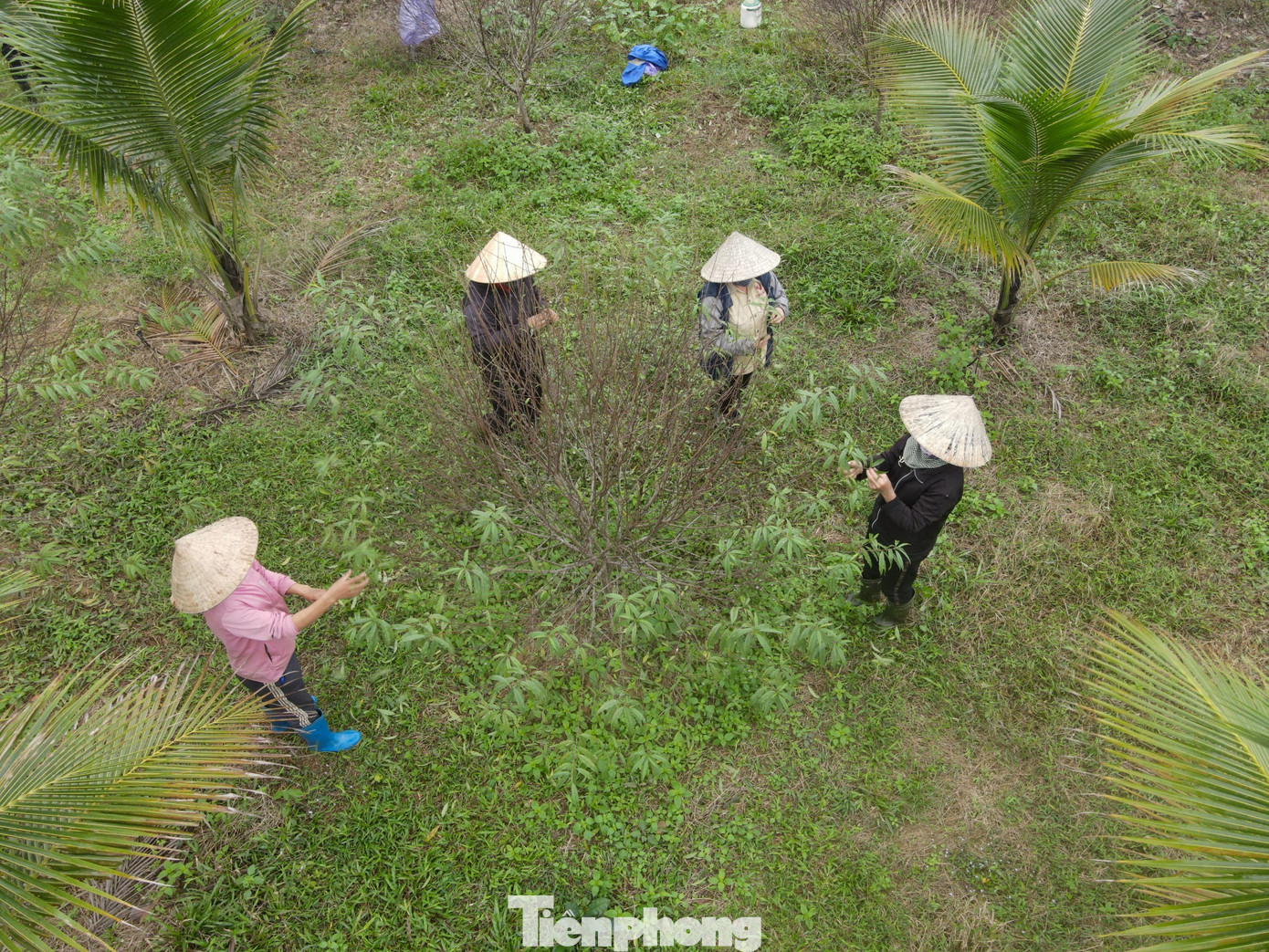 Những năm gần đây, thời tiết diễn biến thất thường nhưng với kinh nghiệm trồng, chăm sóc đào lâu năm, cây đào phai của địa phương vẫn phát triển tốt.