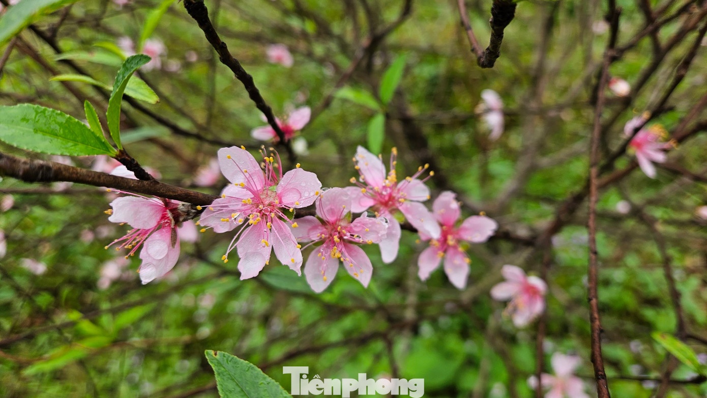 Đào phai ở xã Lưu Vĩnh Sơn có màu hồng nhạt, nhuỵ vàng, 5 cánh hoa.