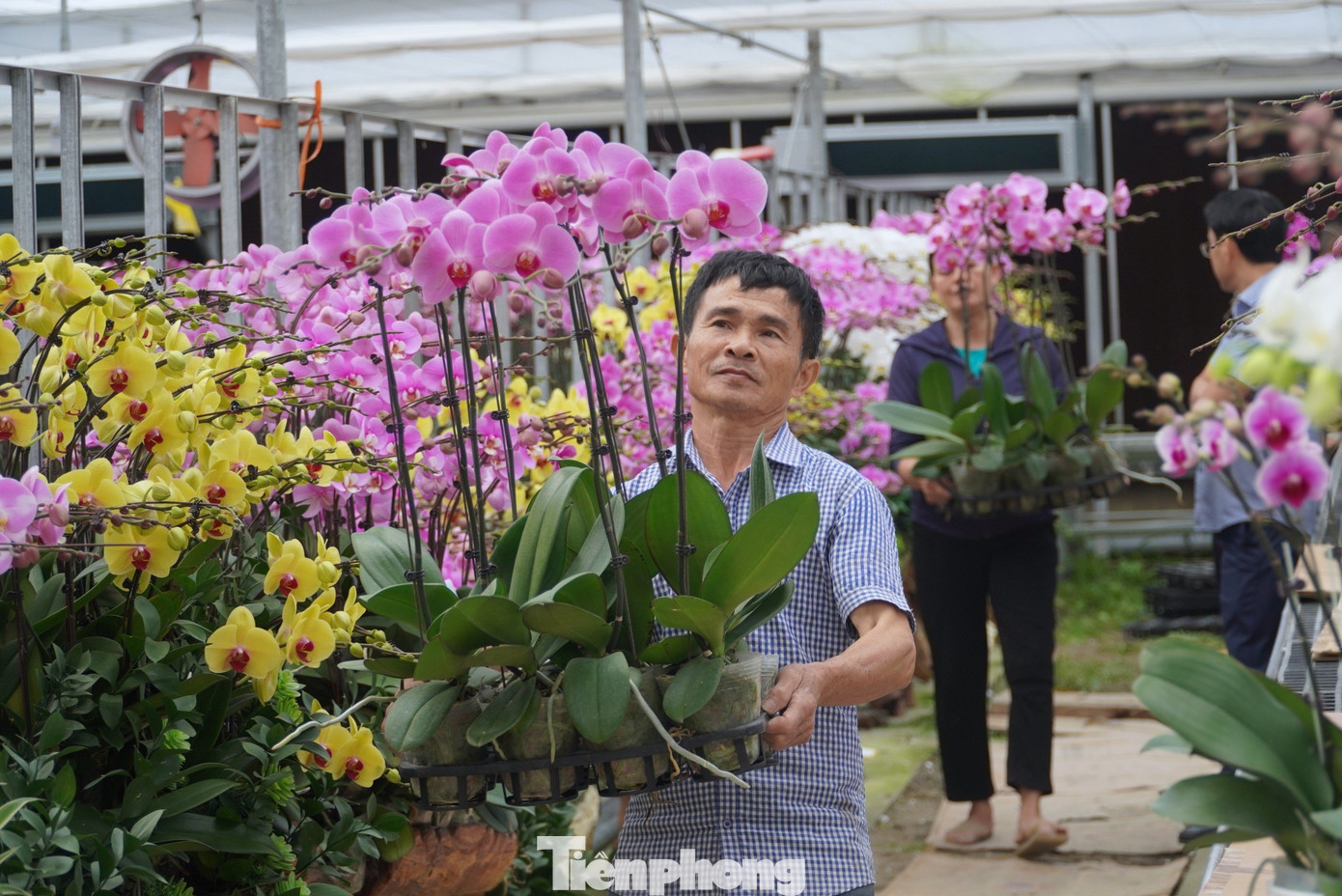 Hiện có 6 vạn cây lan với hơn 20 màu hoa sẽ được đưa ra thị trường trong đó có nhiều màu lạ, được khách hàng ưa thích. Trong ảnh những công nhân trong vườn đưa những chậu hoa khách chọn để cho lên kệ.