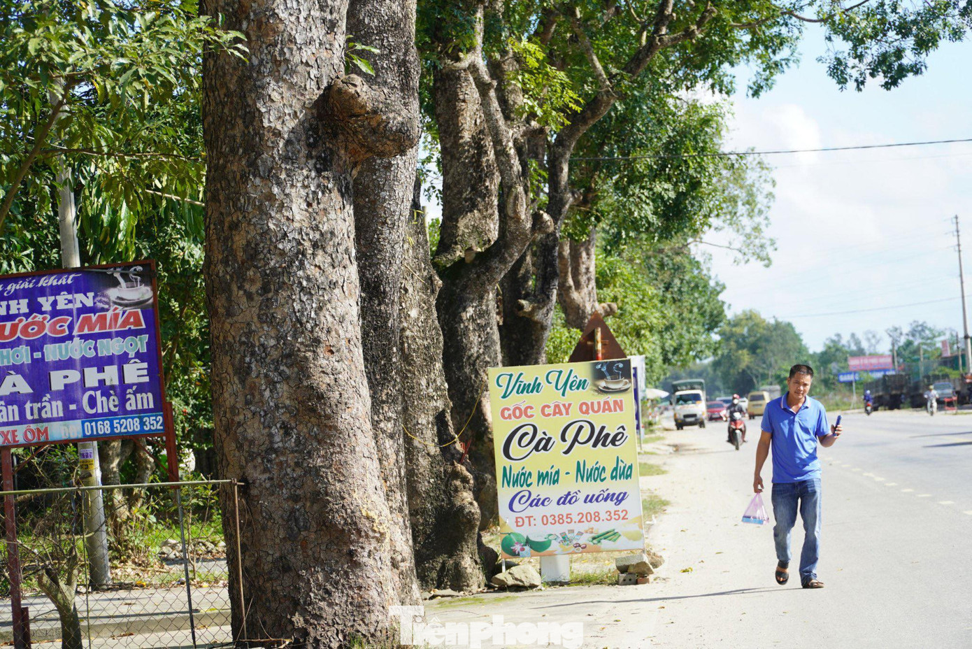 Những gốc cây này có tuổi đời trên 60 năm, được xem như là "báu vật" của làng.