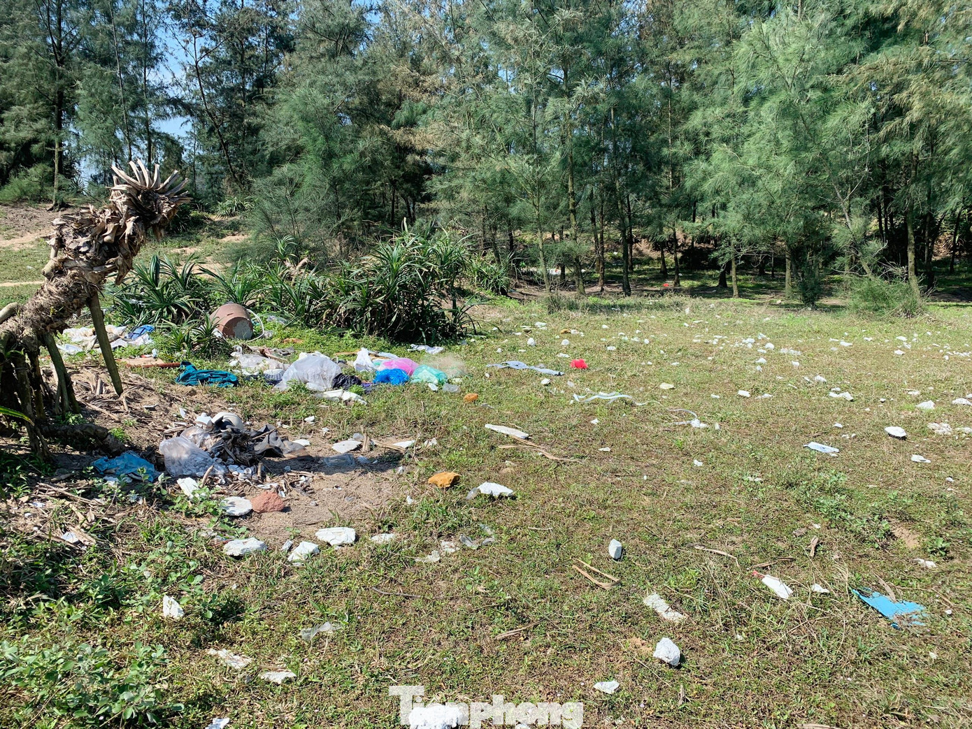 Ngoài trên bờ biển, rác còn tràn ngập ở các rừng phi lao phía trong bờ kè ở bãi biển Xuân Hải.