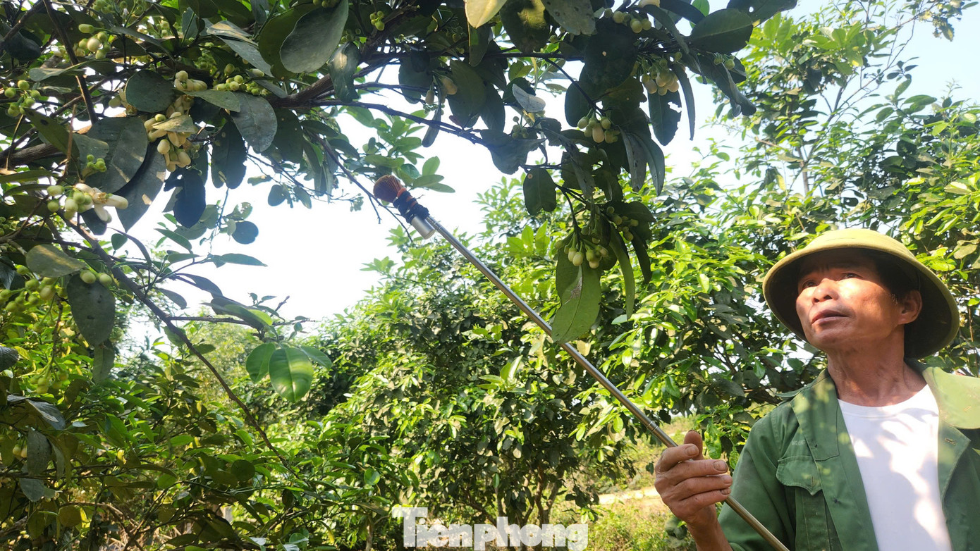 Bưởi Phúc Trạch là cây trồng chủ lực, mang hiệu quả kinh tế lớn nhất của người dân huyện miền núi Hương Khê. Xác định việc thụ phấn sẽ quyết định năng suất của cả mùa vụ, hầu như ai cũng chú trọng đầu tư, chăm bón và áp dụng biện pháp này.