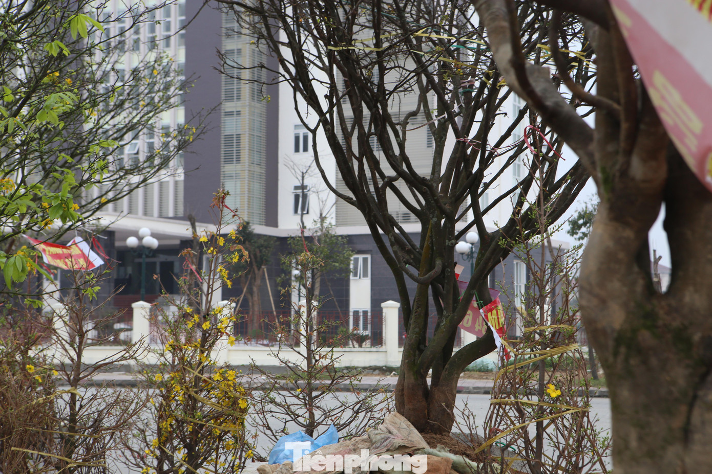 Còn gốc mai này có hình quái thú, phần đế có 7 nhánh lớn, đường kính tán rộng trên 6m, cao 5,6m, vanh gốc 80 phân. Hoa nhiều, một số bông đã nở, gốc này được gia chủ rao bán với giá 70 triệu đồng.