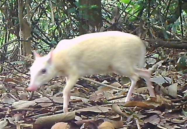 Cá thể cheo cheo Nam Dương đột biến bạch tạng. Cá thể cheo cheo Nam Dương đột biến bạch tạng.