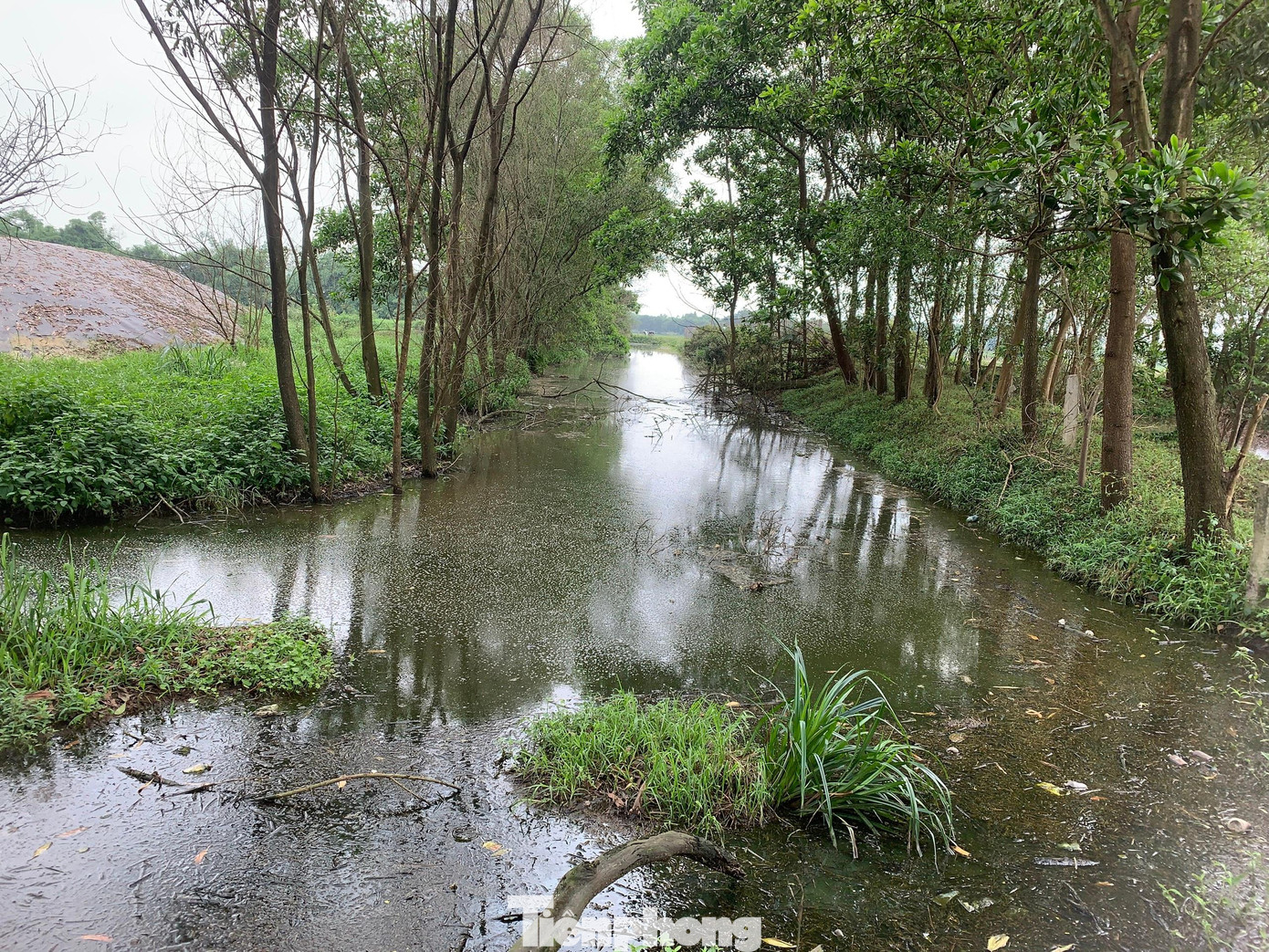 Kênh nước dài chừng 150m là nơi chứa dòng nước sau khi xử lý chảy ra môi trường của hai trang trại nhưng màu nước đen ngòm.