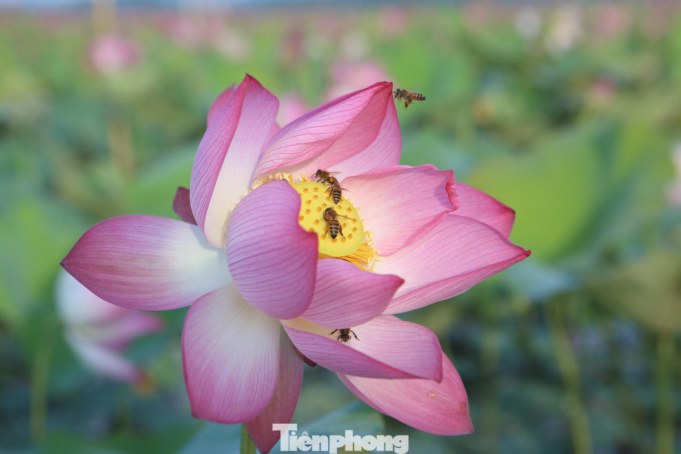 Những bông hoa sen nở khoảng 2 ngày sắp tàn nhưng vẫn thu hút loài ong đến tìm mật.