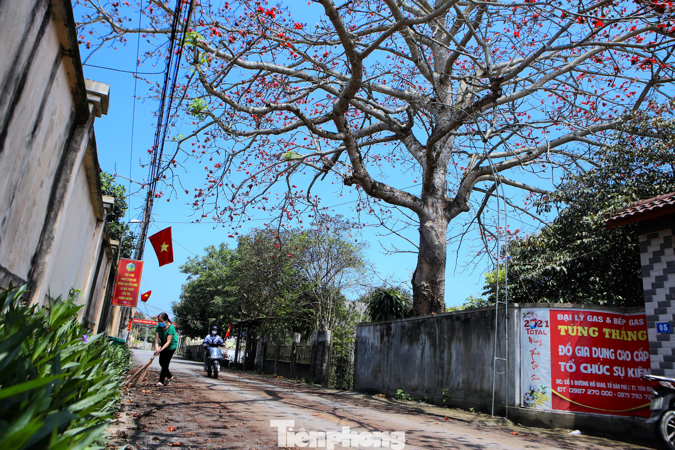 Hoa gạo gắn với khung cảnh làng quê thơ mộng khiến những ai đi xa càng nhớ nhung da diết cảnh sắc quê hương.