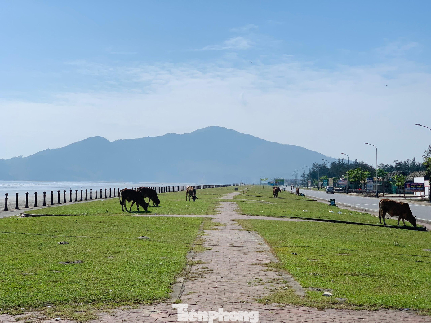 Dọc bãi biển Xuân Hải thời điểm này chưa có khách đến du lịch, một số nhà hàng chưa mở cửa, bò thả rông gây mất mỹ quan... Ngoài trên bờ biển, rác còn tràn ngập ở các rừng phi lao phía trong bờ kè ở bãi biển Xuân Hải.