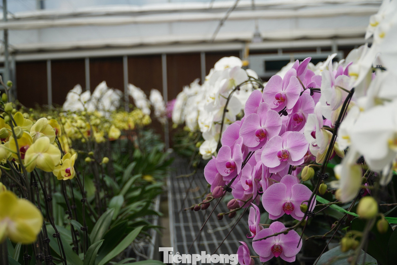 Theo Sở Khoa học và Công nghệ Hà Tĩnh, đây là mô hình trồng lan hồ điệp thương mại quy mô lớn đầu tiên tại tỉnh Hà Tĩnh. Thành công của mô hình này đã mở ra triển vọng mới trong xây dựng và nhân rộng các mô hình sản xuất nông nghiệp thích ứng với biến đổi khí hậu, nâng cao hiệu quả kinh tế cho người dân.