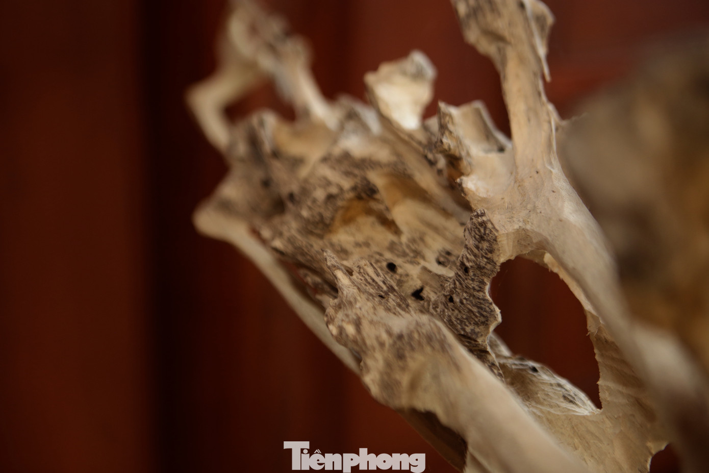 Tỉa” là người thợ dùng chiếc đục xoi, xỉa những phần thịt màu trắng nằm dính sát vào mạch trầm để miếng trầm chỉ còn tinh màu đen, nếu miếng trầm dầu nhiều sẽ bóng loáng trông rất bắt mắt.