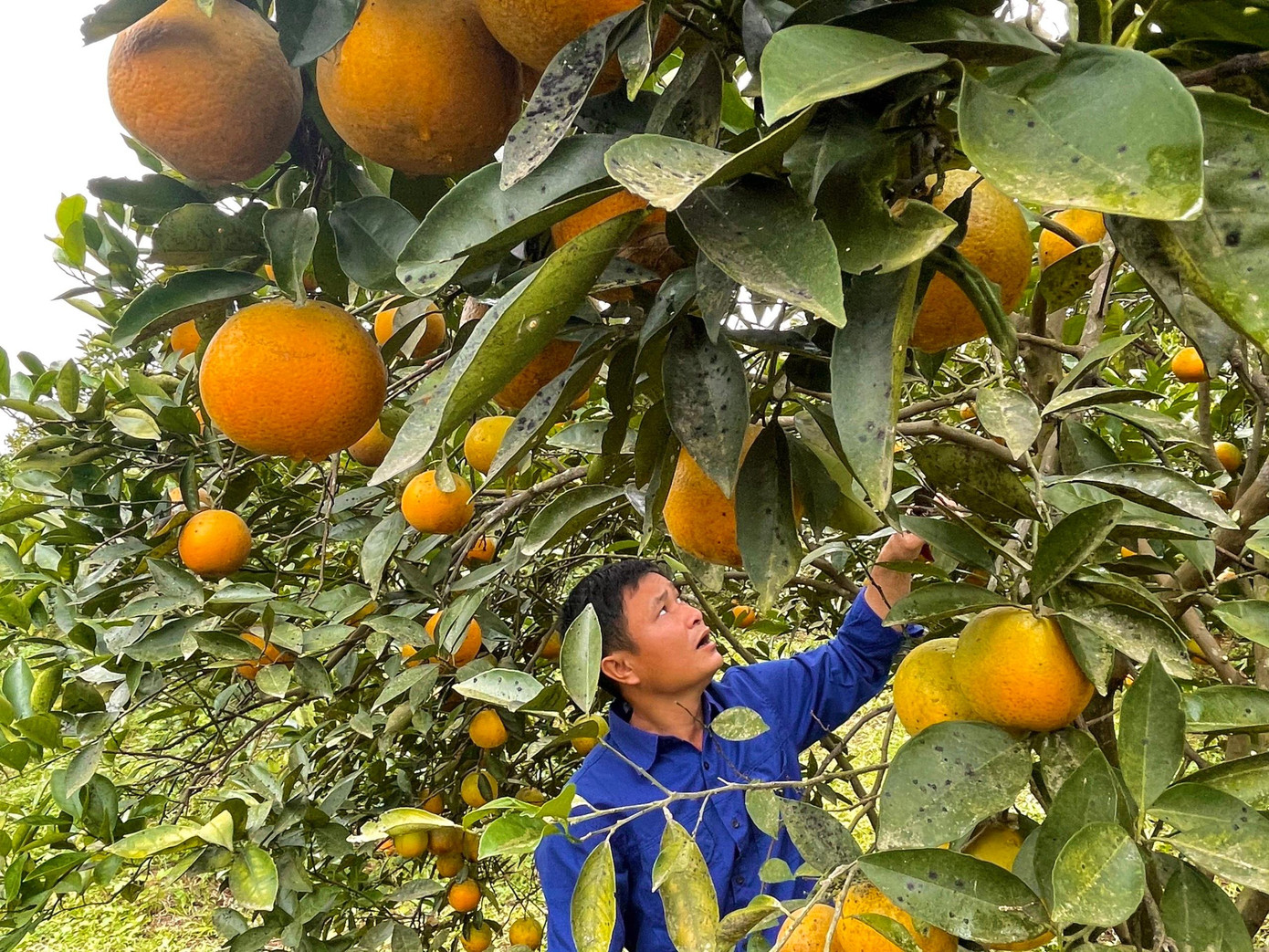 Cam Thượng Lộc có vị ngọt, thơm đặc trưng, được nhiều người ưa chuộng. Cam Thượng Lộc có trọng lượng trung bình khoảng 3 đến 4 quả/kg, vỏ nhẵn, dầy, khi chín có mùi thơm hấp dẫn, vỏ quả có màu vàng tươi da cam, nhiều nước. Trung bình mỗi cây cam cho năng suất từ 2-3 tạ/cây. Cam Thượng Lộc có vị ngọt, thơm đặc trưng, được nhiều người ưa chuộng. Cam Thượng Lộc có trọng lượng trung bình khoảng 3 đến 4 quả/kg, vỏ nhẵn, dầy, khi chín có mùi thơm hấp dẫn, vỏ quả có màu vàng tươi da cam, nhiều nước. Trung bình mỗi cây cam cho năng suất từ 2-3 tạ/cây.