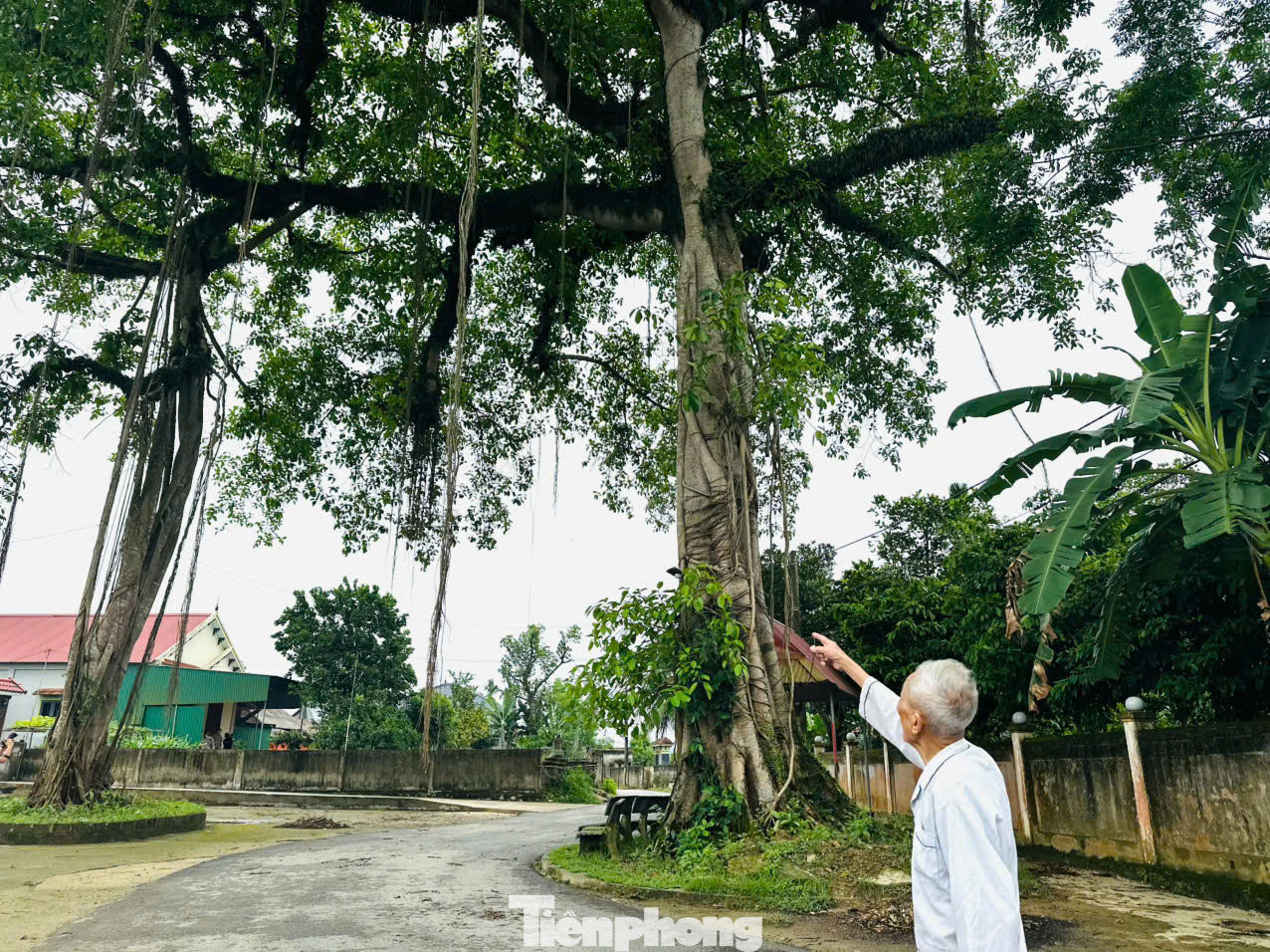 Ông Trần Lê Tùng (90 tuổi, thôn Hoà Thái) chia sẻ: “Từ nhỏ tôi đã chơi dưới gốc cây này. Cây có tuổi đời trên 300 năm, đây là nơi gắn bó với tuổi thơ của bao người, trở thành nét văn hoá của làng. Mỗi dịp lễ Tết, con cháu trong làng tụ tập dưới gốc đa này để vui chơi".