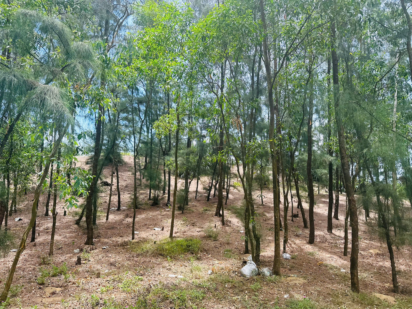 Theo lãnh đạo địa phương, phi lao được người dân trồng từ hàng chục năm trước. Thời điểm đó đây là bãi đất cát trắng, chưa có quy hoạch rừng phòng hộ nên chính quyền đã huy động người dân khoanh, trồng và chăm sóc cây phi lao. Sau đó, khi cây phi lao lớn người dân đốn làm củi và bán cho thương lái.