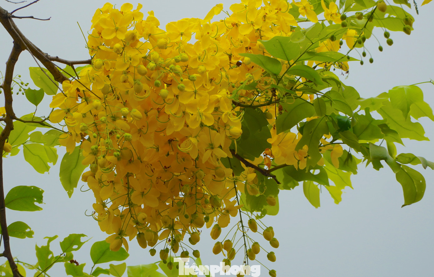 Những cây muồng hoàng yến tuy nhỏ bé, khẳng khiu nhưng vàng trĩu các chùm hoa khiến nhiều người trầm trồ ngắm nhìn.