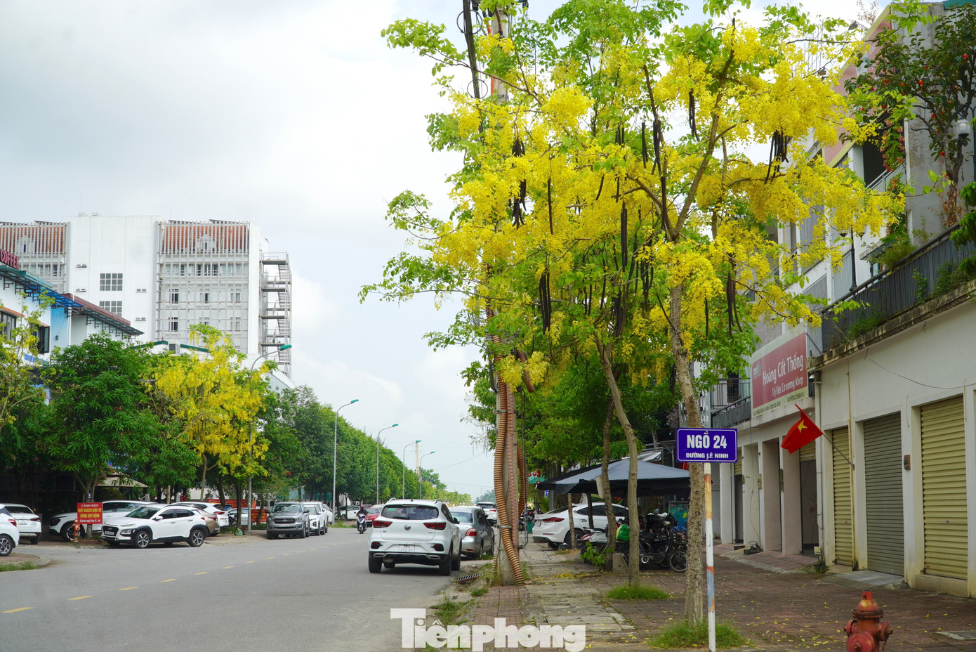 Trên con đường Lê Ninh, những gốc hoa muồng hoàng yến nổi bật khi nở vàng rực giữa rừng cây xanh.
