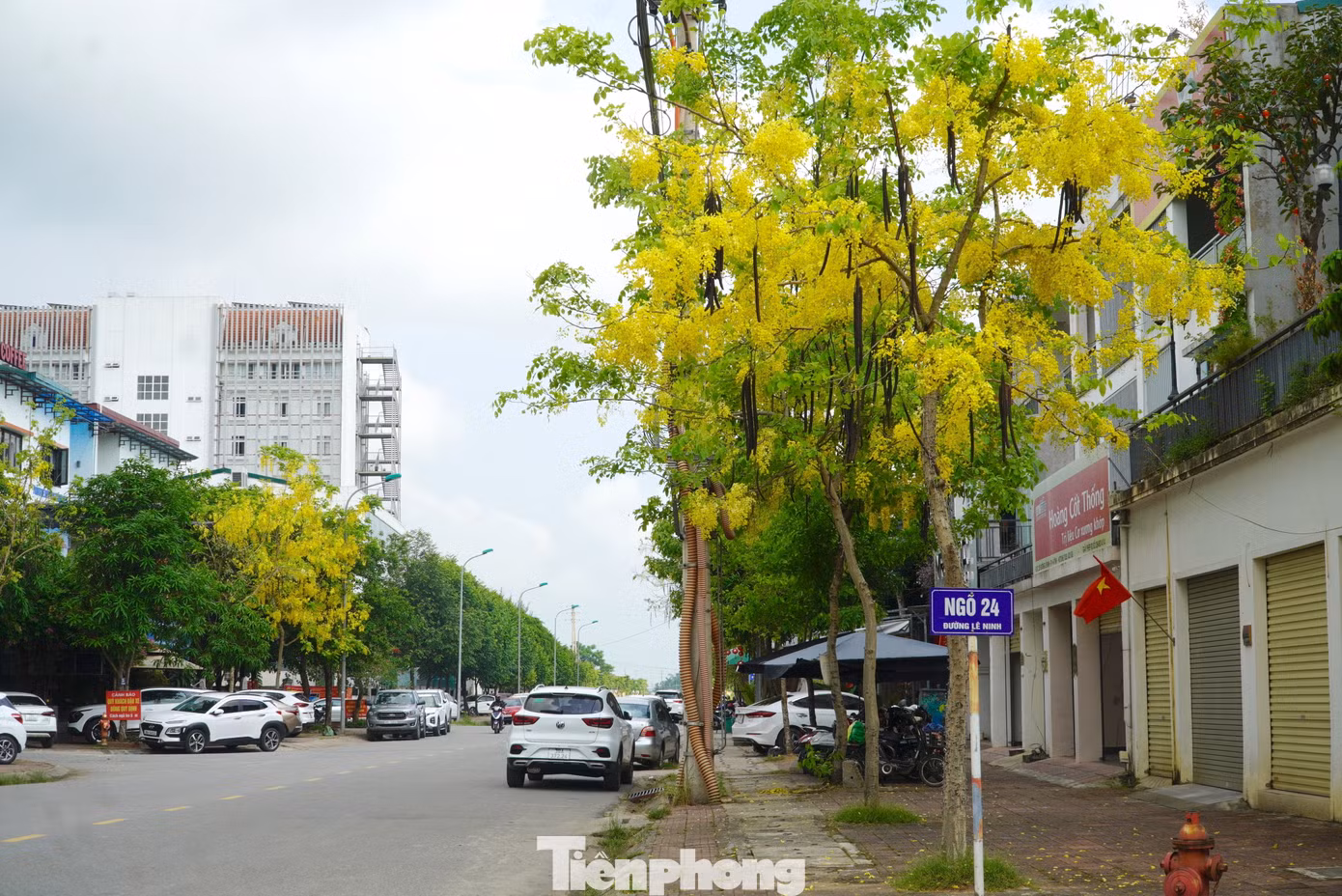Trên con đường Lê Ninh, những gốc hoa muồng hoàng yến nổi bật khi nở vàng rực giữa rừng cây xanh.