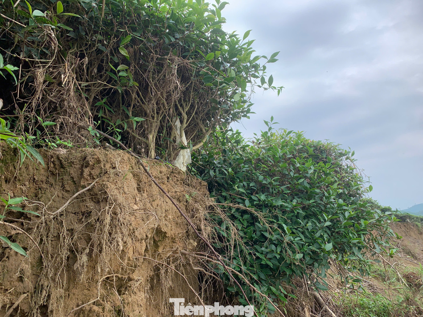 Hàng loạt cây chè trồng sát bờ sông Ngàn Phố bị sạt lở, nước cuốn đất để lại gốc trơ trọi, không thể phục hồi.