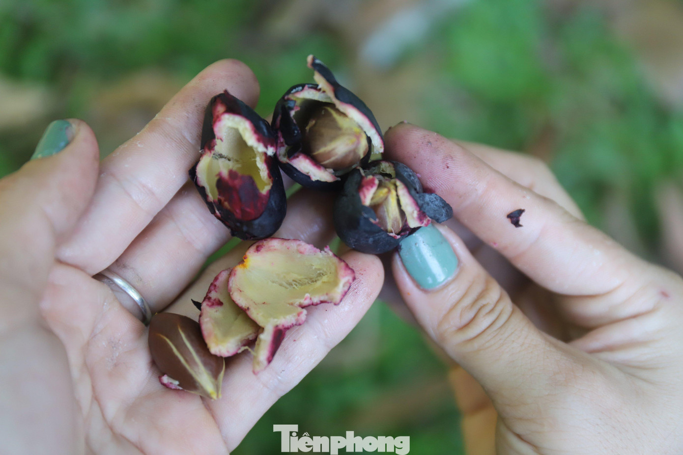 Quả trám hình thoi, khi chín có màu tím thẫm, cùi màu vàng, hạt nhọn hai đầu, nhân hạt trắng ngần. Mùa thu hoạch trám bắt đầu từ tháng 7 âm lịch, kéo dài đến khoảng tháng 9 âm lịch.