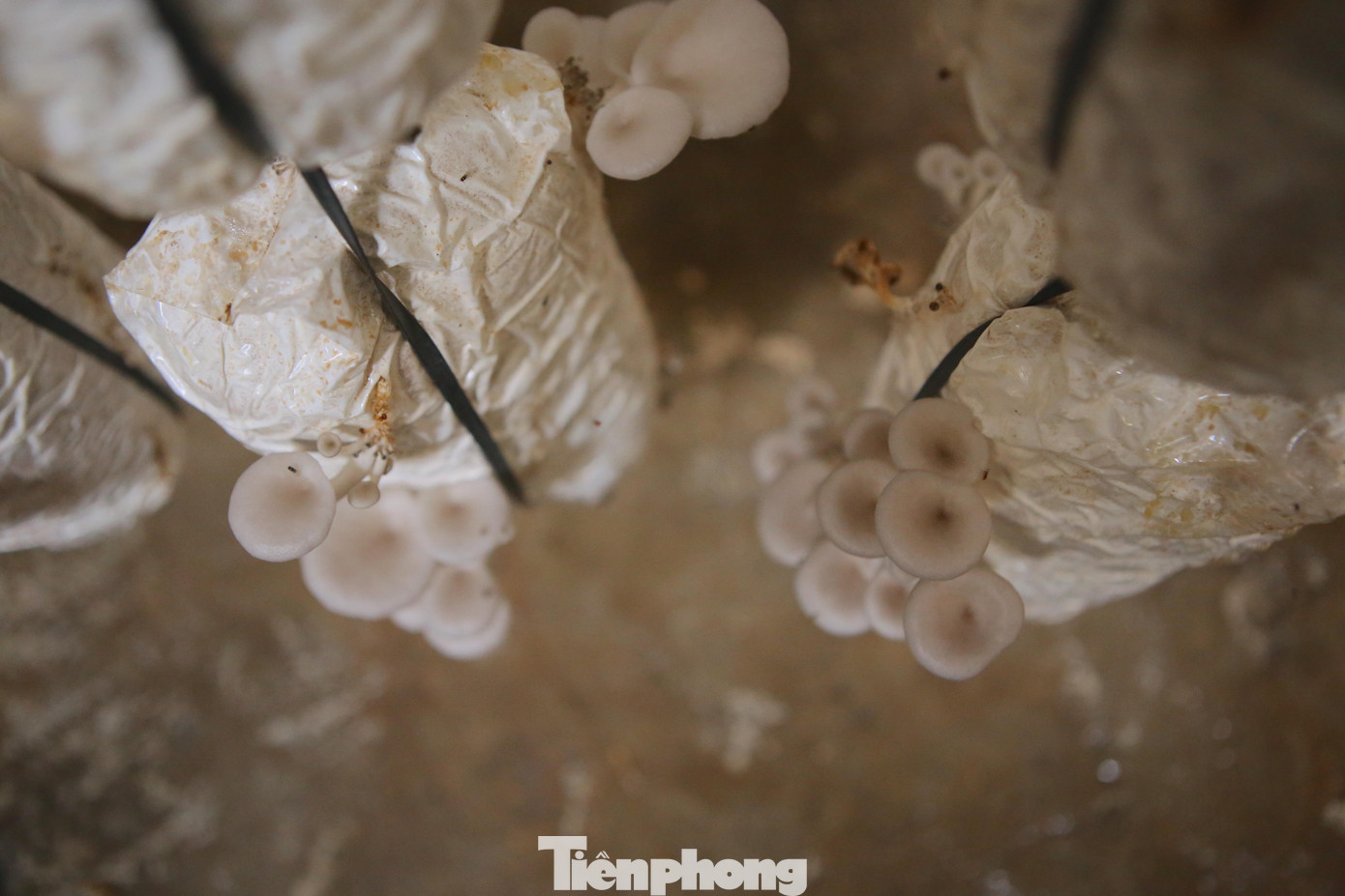 Mỗi bịch nấm như thế này cho ra khoảng 6-7gr nấm. Nấm phát triển nhanh ở nhiệt độ từ 20-25 độ C. Giá nấm hiện tại bán ở các chợ từ 30.000 đồng-40.000/kg tuỳ theo thời điểm.