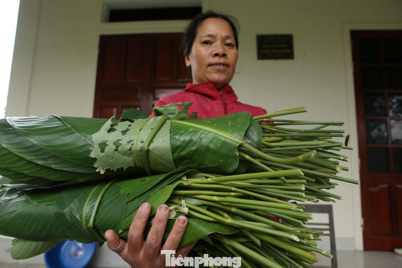 Khi thu hoạch, lá sau được phân loại theo từng bó 100 lá. Tùy theo từng loại có phiến lá to, đẹp có giá bán khác nhau.
