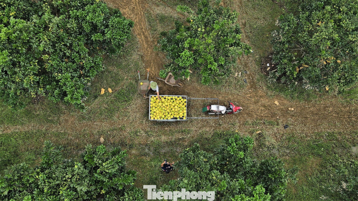 Bưởi Phúc Trạch là cây ăn quả phát triển chủ lực của huyện Hương Khê. Còn Hương Trạch là địa phương trồng nhiều nhất huyện với hơn 450 ha.