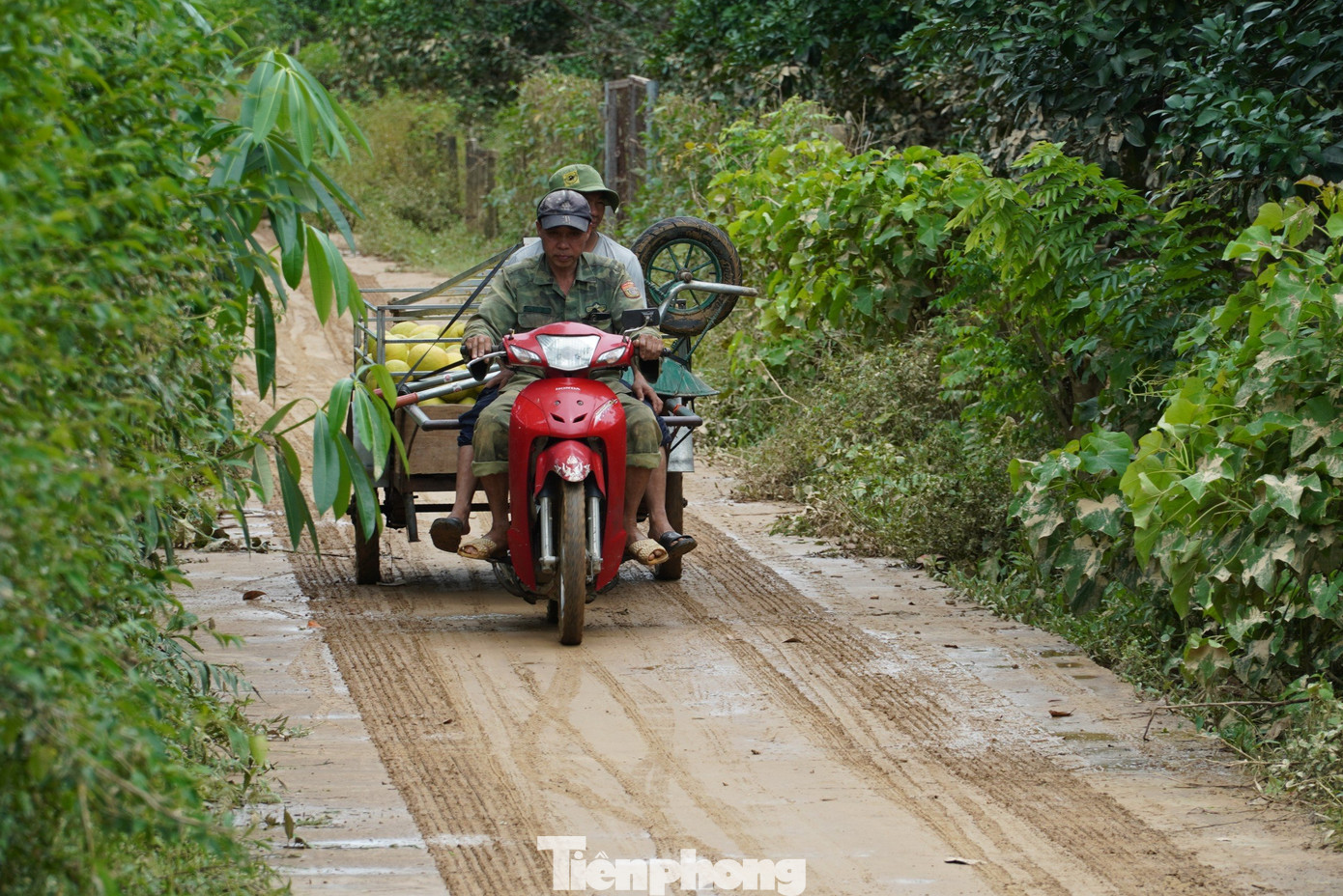Sau khi thu hoạch bưởi sau lũ, người dân dùng xe máy kéo mang quả về nhà rửa sạch sẽ bùn đất trước khi nhập cho thương lái.