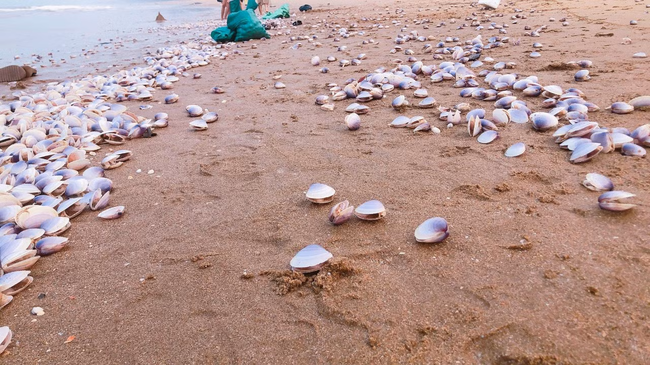 Ngao trôi dạt vào bờ biển Hà Tĩnh.