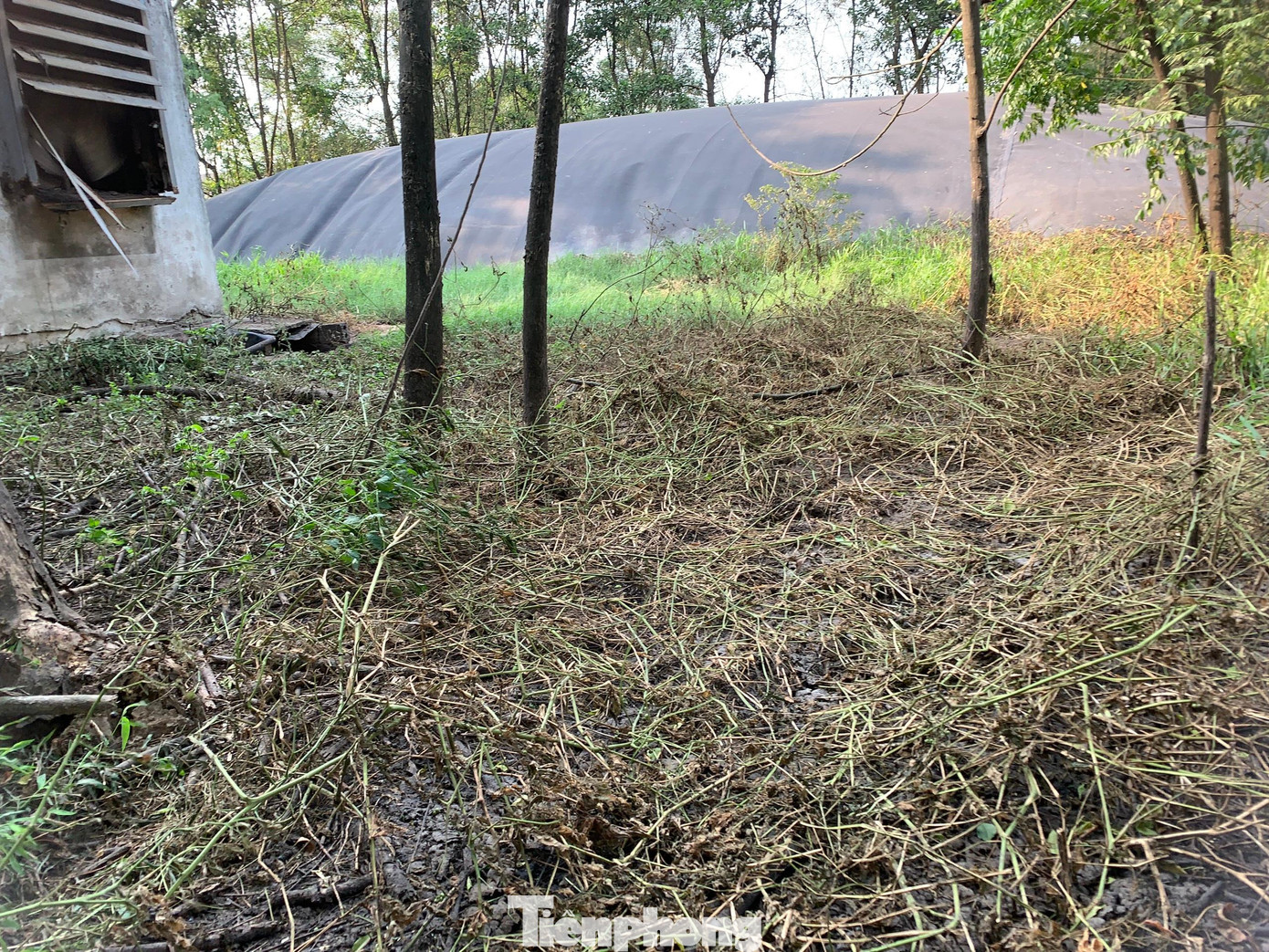 Phần nước thải chảy từ chuồng ra ngoài tại trang trại của ông Đinh Thăng Long.