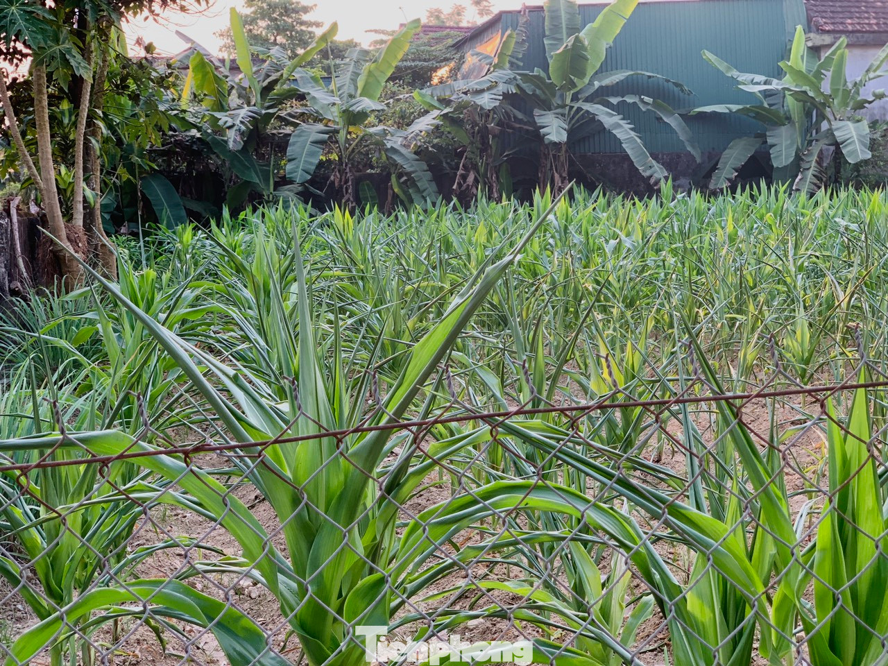 Nhiều diện tích ngô của người dân cũng bị héo úa, bông ngô vừa trổ đã khô héo do nắng hạn.