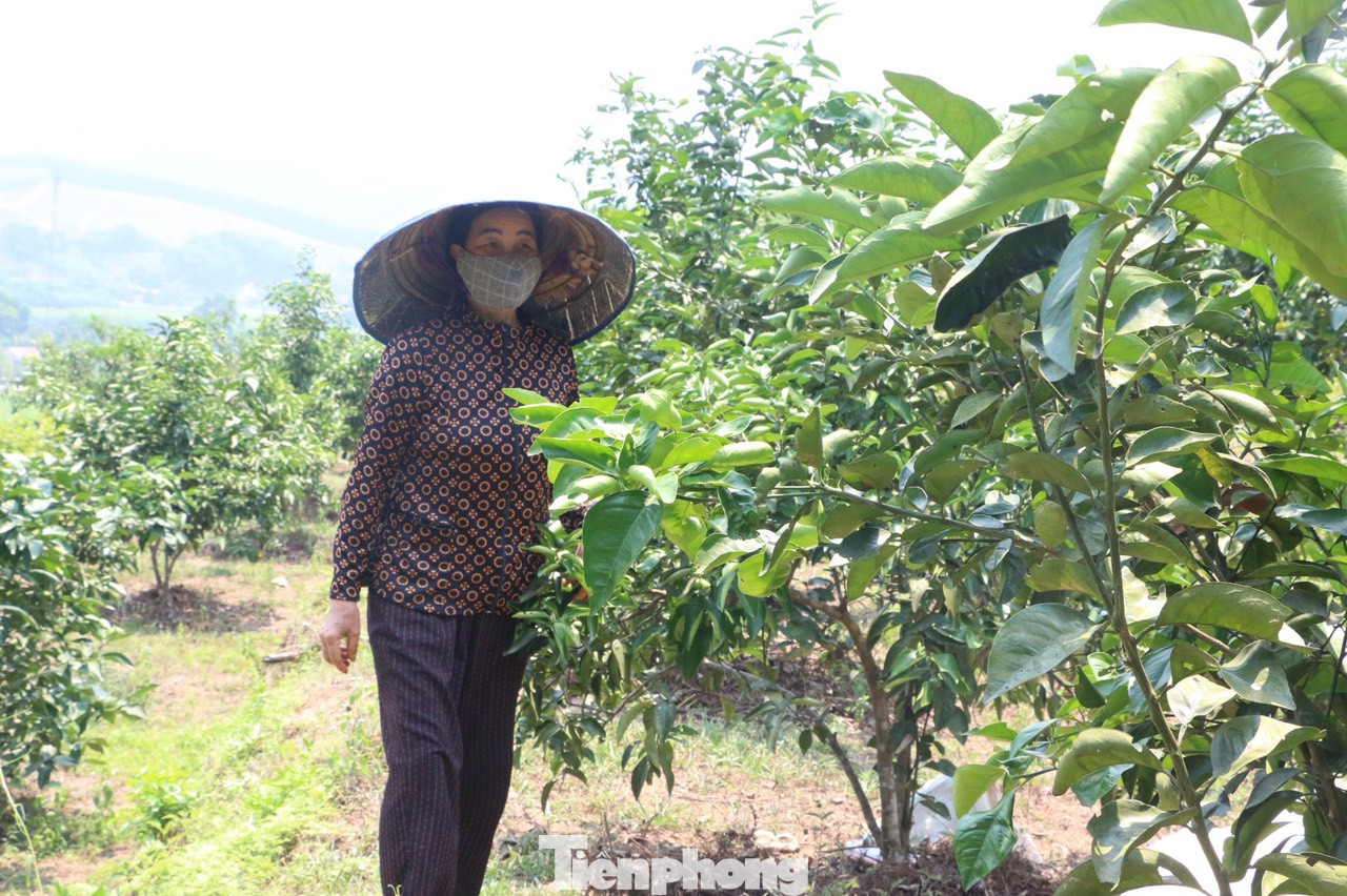 Trong những ngày nắng nóng cao điểm, bà Phan Thị Hằng trú xã Hương Minh thường xuyên kiểm tra vườn cam của gia đình để có biện pháp chăm sóc phù hợp. Bà Hằng cho biết, gia đình đã khoan sẵn 2 giếng nước, mỗi giếng đặt một máy bơm và hàng trăm mét ống để phục vụ cho việc tưới cho cam.