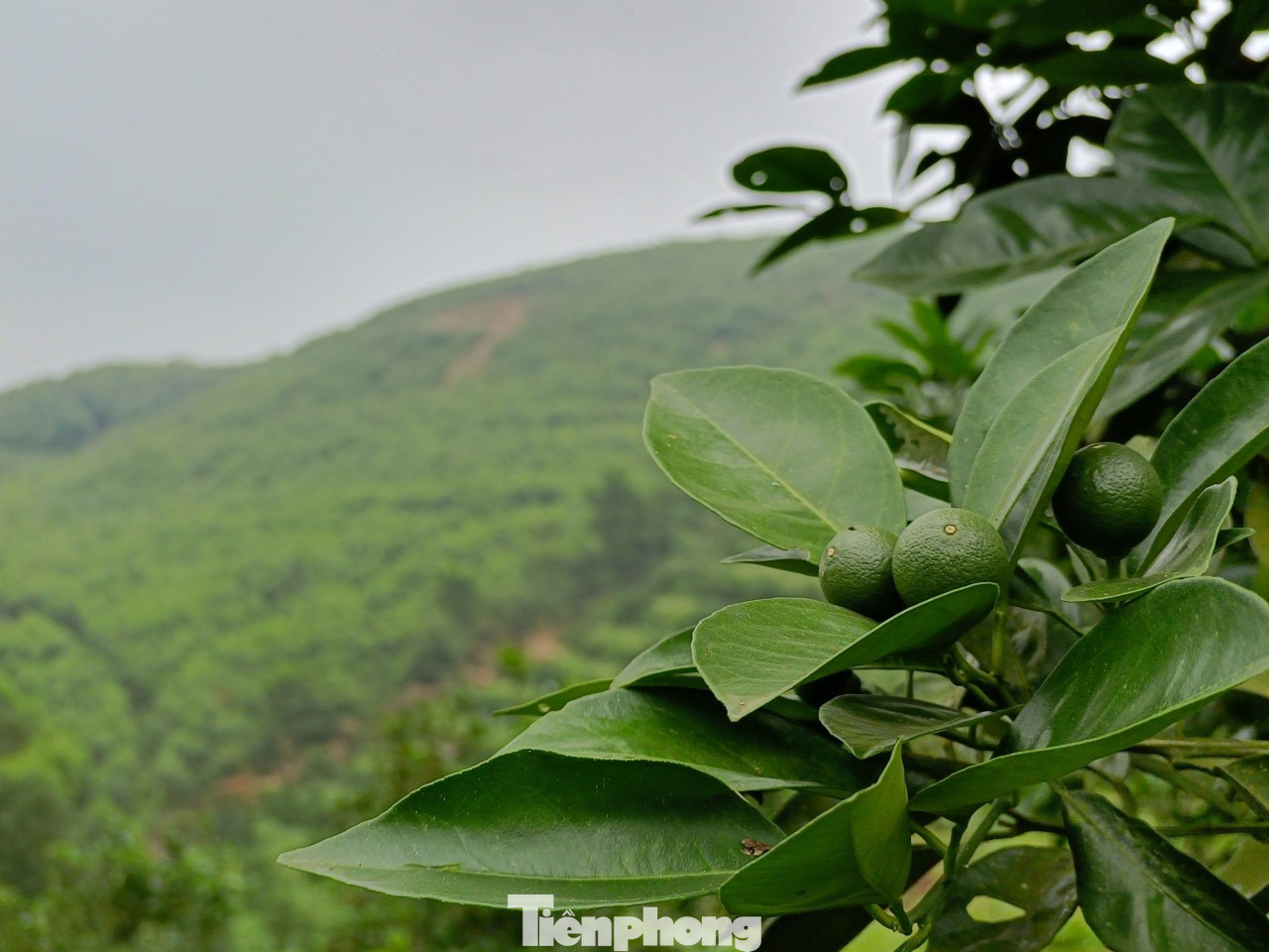 Anh Bảo cho biết, sau nhiều năm trồng cam, anh đúc rút được kinh nghiệm tháng 3 sẽ cắt toàn bộ cỏ lau… được trồng xung quanh để vào từng gốc cam. Việc làm này sẽ tạo độ ẩm, cấp nước nuôi cây vào mùa nắng nóng. Khi đến tháng 8 sẽ bỏ những phần cỏ ở gốc ra để hạn chế nấm gây bệnh.