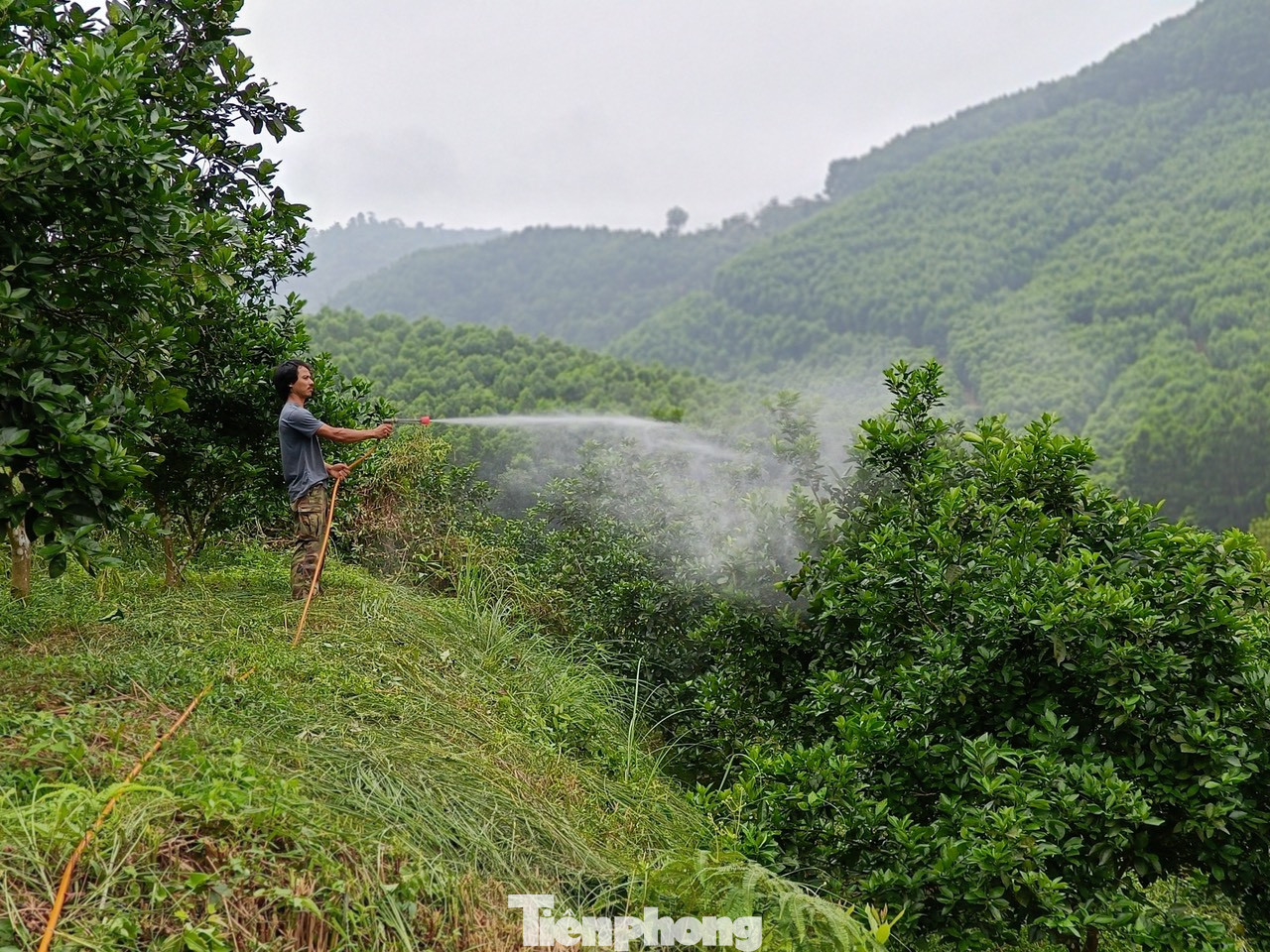 Hệ thống tưới các gốc cam của anh Bảo được lắp bằng hệ thống súng bắn, không lắp đặt hệ thống phun sương nhỏ giọt. Nước được hút từ khe suối, sau đó trữ vào các bể chứa rồi tưới cho cam.