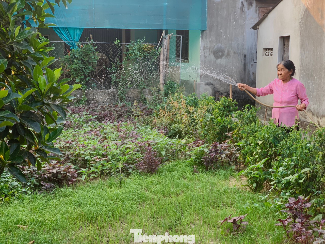 Nắng nóng đỉnh điểm, nhiều người dân ở huyện Hương Sơn cũng tranh thủ tưới nước vào buổi chiều cho cây trồng và rau ở trong vườn.