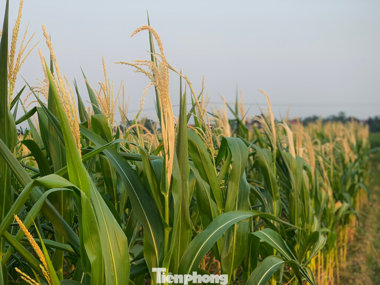 Nhiều diện tích ngô của người dân cũng bị héo úa, bông ngô vừa trổ đã khô héo do nắng hạn.