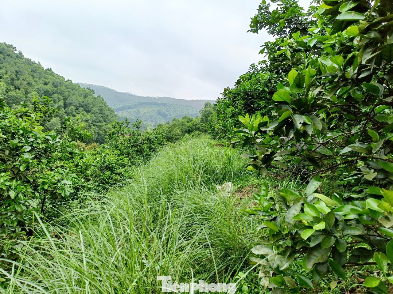 Nắng nóng kéo dài, nhưng vườn cam 2.000 gốc của anh Đoàn Ngọc Bảo (SN 1990, xã Quang Thọ, huyện Vũ Quang, tỉnh Hà Tĩnh) vẫn đang phát triển tốt nhờ được chăm sóc cách đặc biệt.