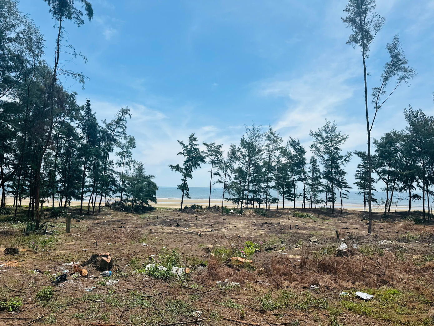 Theo chính quyền địa phương, tổng diện tích trồng phi lao ven biển chắn sóng trên địa bàn khoảng 45ha. Trong đó chủ yếu thuộc đất rừng phòng hộ.