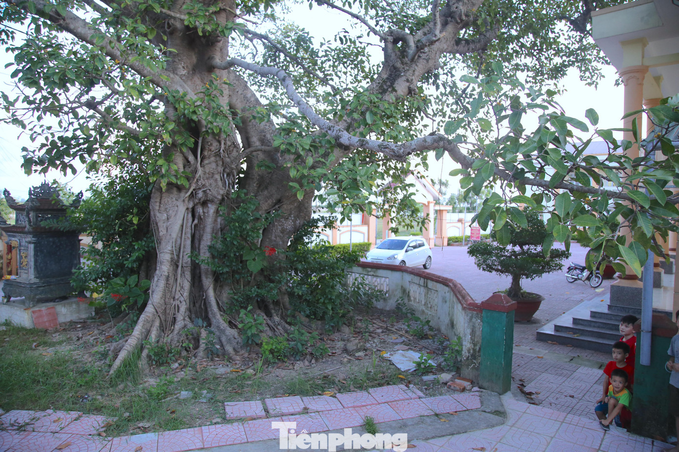 “Các nhà khoa học về kiểm tra xác định cây đa có tuổi đời khoảng 300-350 năm tuổi, đã được công nhận là cây di tích văn hoá Việt Nam.”, lãnh đạo UBND xã Hộ Độ chia sẻ.