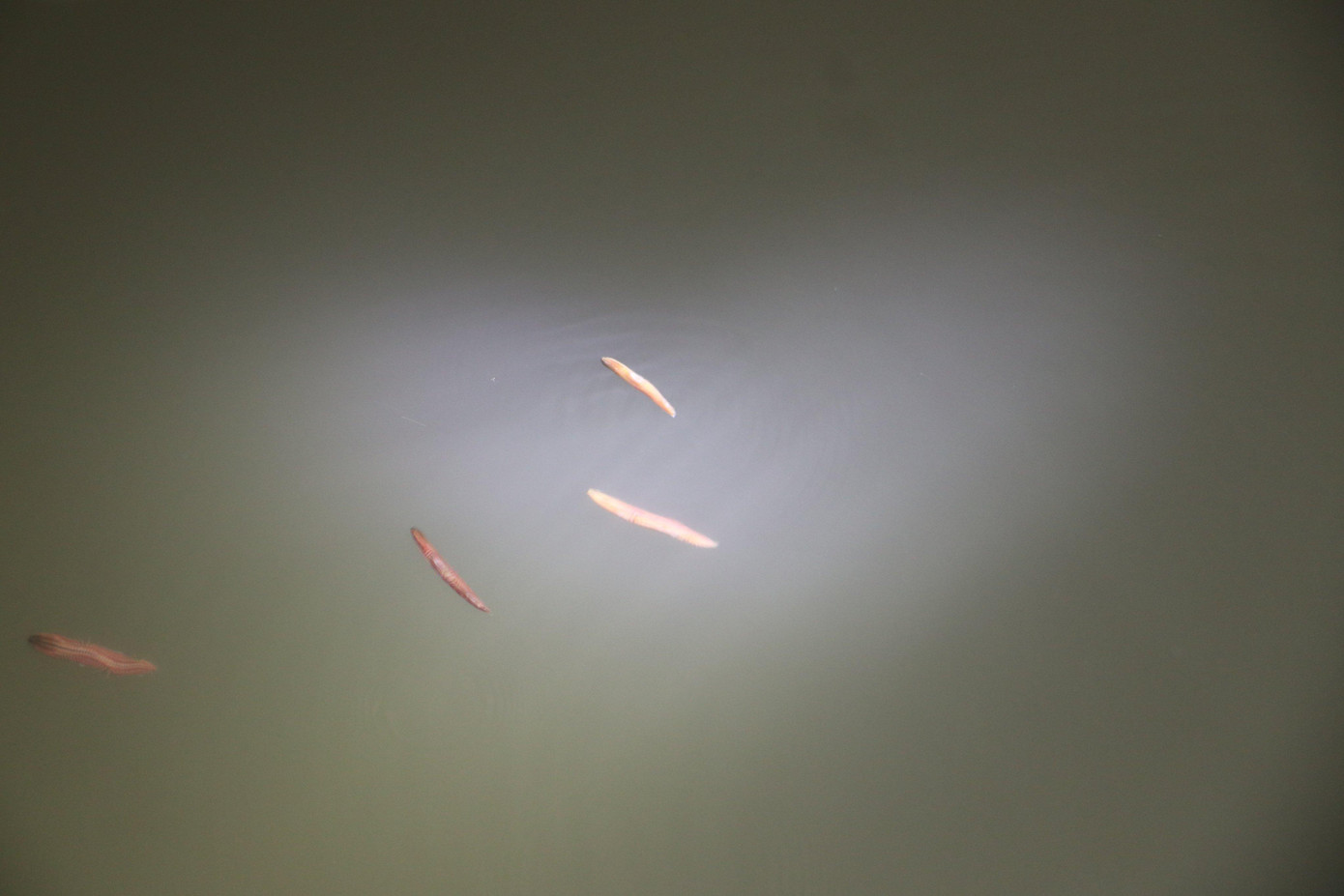 Theo người dân, rươi chỉ xuất hiện một tháng khoảng 2 đợt, vào hôm triều cường, mỗi đợt rươi nổi lên vài ngày. Hầu như những đợt này rươi nổi lên vào ngày đầu tháng hoặc cuối tháng.