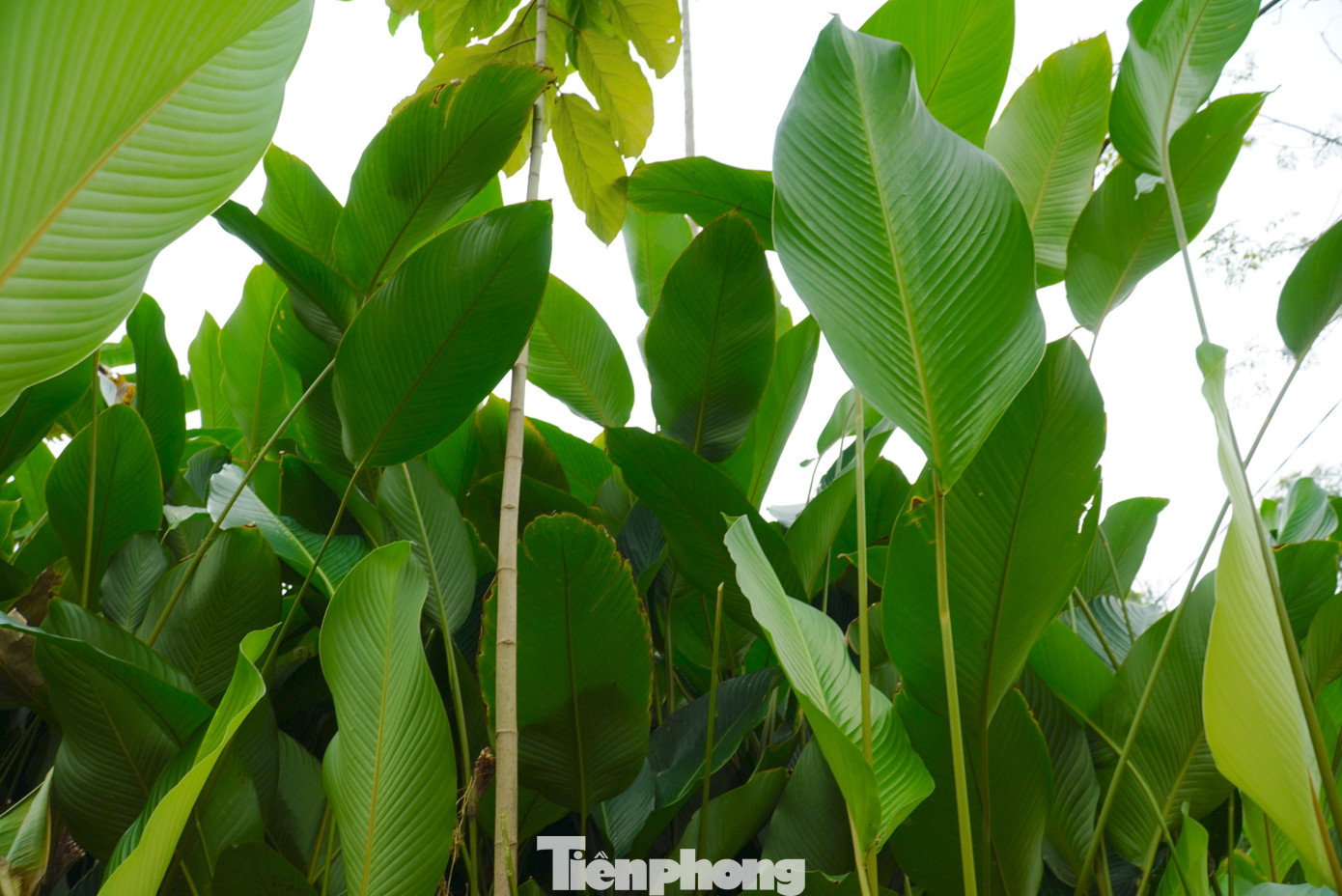 Lá dong là một trong những sản phẩm tạo nên hương vị không thể thiếu trong Tết của người Việt. Vì vậy cuối năm không khí thu hoạch tại vùng quê này trở nên nhộn nhịp hơn.