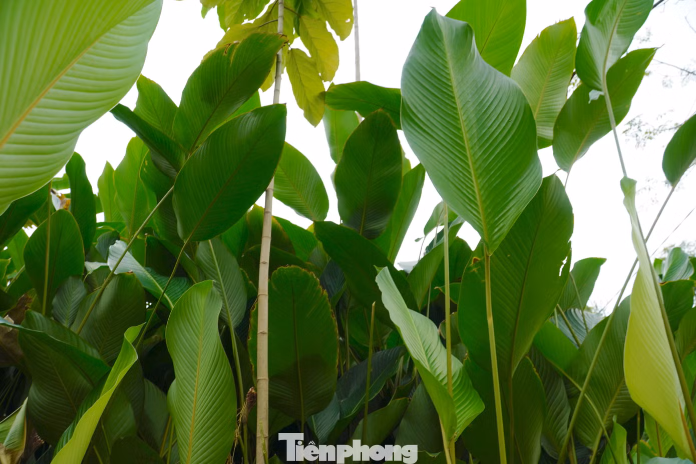 Lá dong là một trong những sản phẩm tạo nên hương vị không thể thiếu trong Tết của người Việt. Vì vậy cuối năm không khí thu hoạch tại vùng quê này trở nên nhộn nhịp hơn.