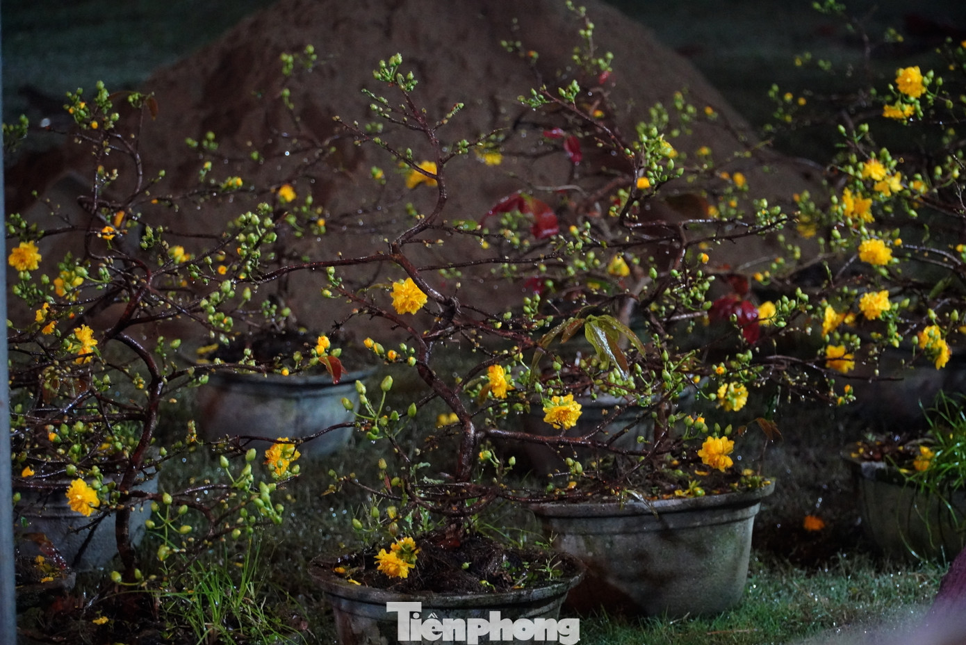 Hoa được tiểu thương tung ra thị trường Tết nhiều loại khác nhau...