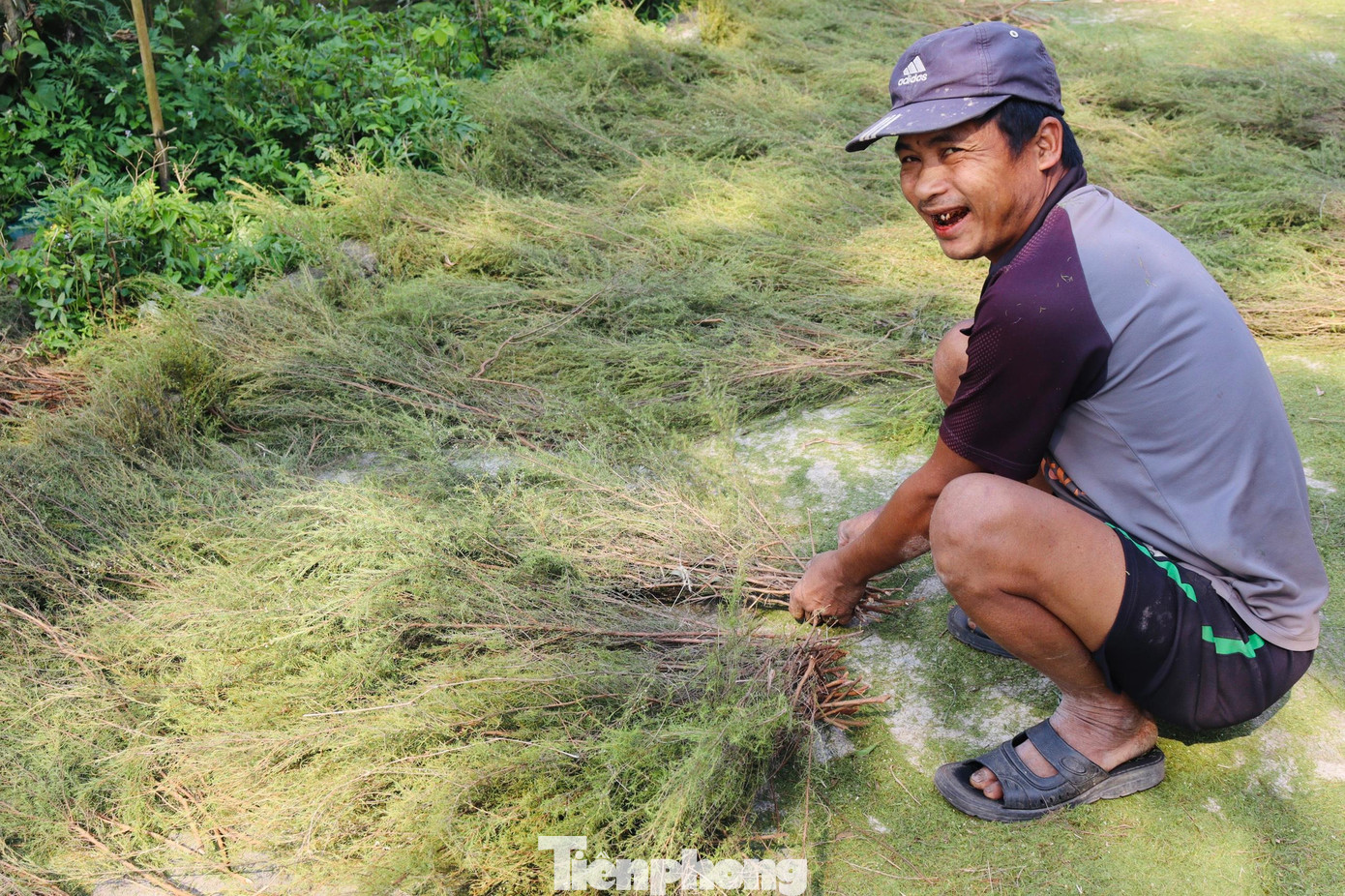 Ngày ngày những người dân tại đây vẫn chăm chỉ, cần mẫn cắt trện làm chổi. Tuy vất vả nhưng từ lúc “thuần hóa” cây mọc hoang trên núi, kinh tế của các hộ dân ở miền núi Hương Khê đã ổn định hơn trước.