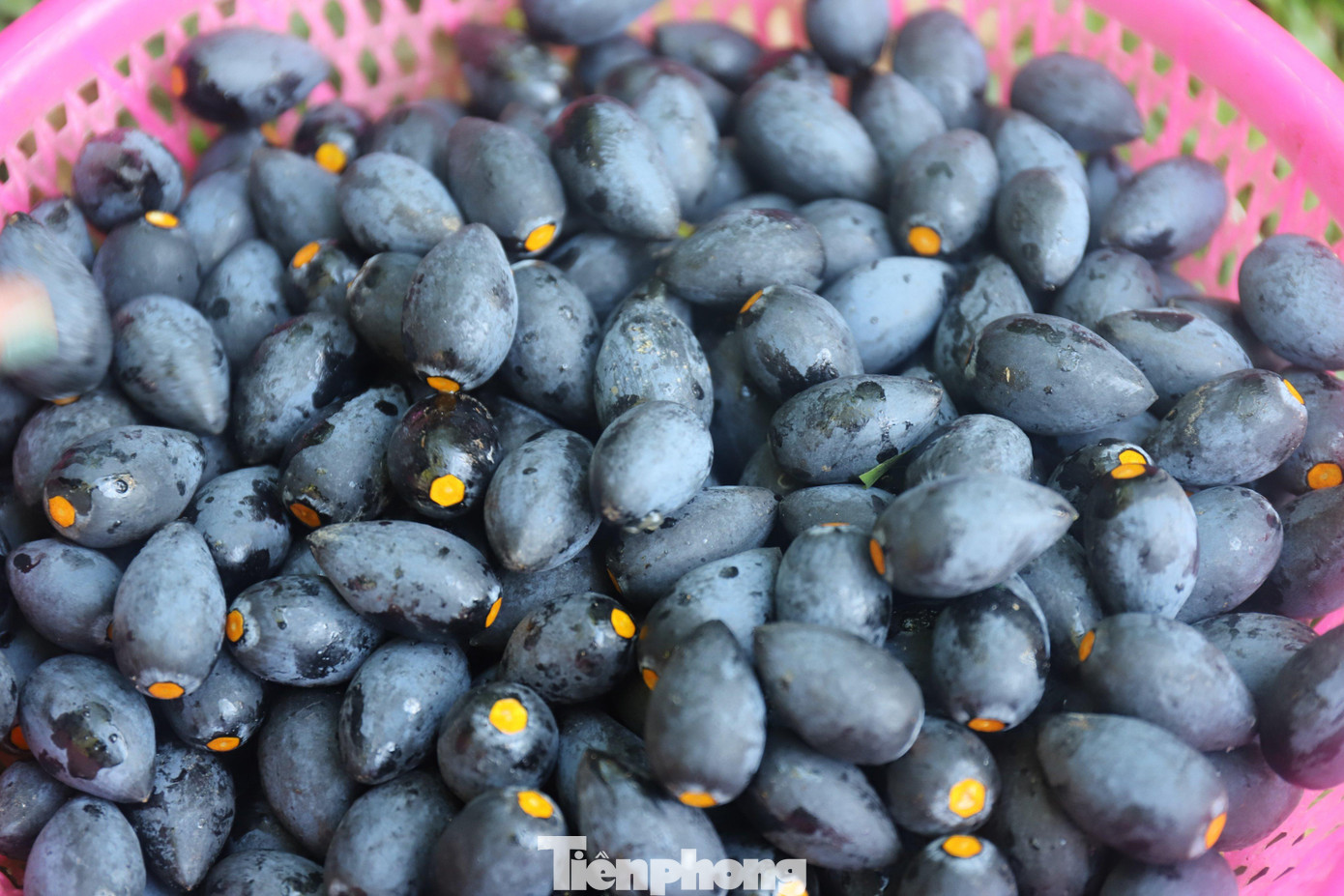 Theo Đông y quả trám có tác dụng sinh tân chỉ khát, lợi yết hầu và giải độc. Do đó, thuốc thường dùng giải rượu, chữa yết hầu sưng đau, điều trị cổ họng sưng đau hoặc ho nhiều đờm, hòa hãn tư bổ. Quả trám chín có tác dụng chữa động kinh và an thần.