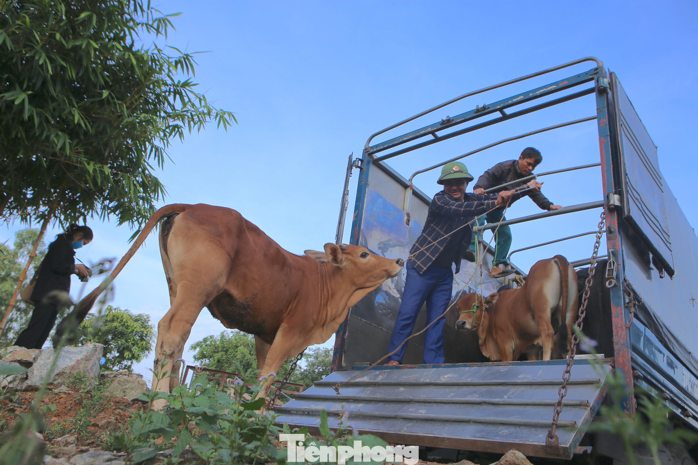 Những con bò được chủ nhân đưa lên xe tải để chở về nhà. Mỗi phiên chợ có ít nhất 5 chiếc xe tải đỗ ở chợ để chở số lượng trâu, bò khi mua bán xong về chăm sóc hoặc bán lại cho người khác.