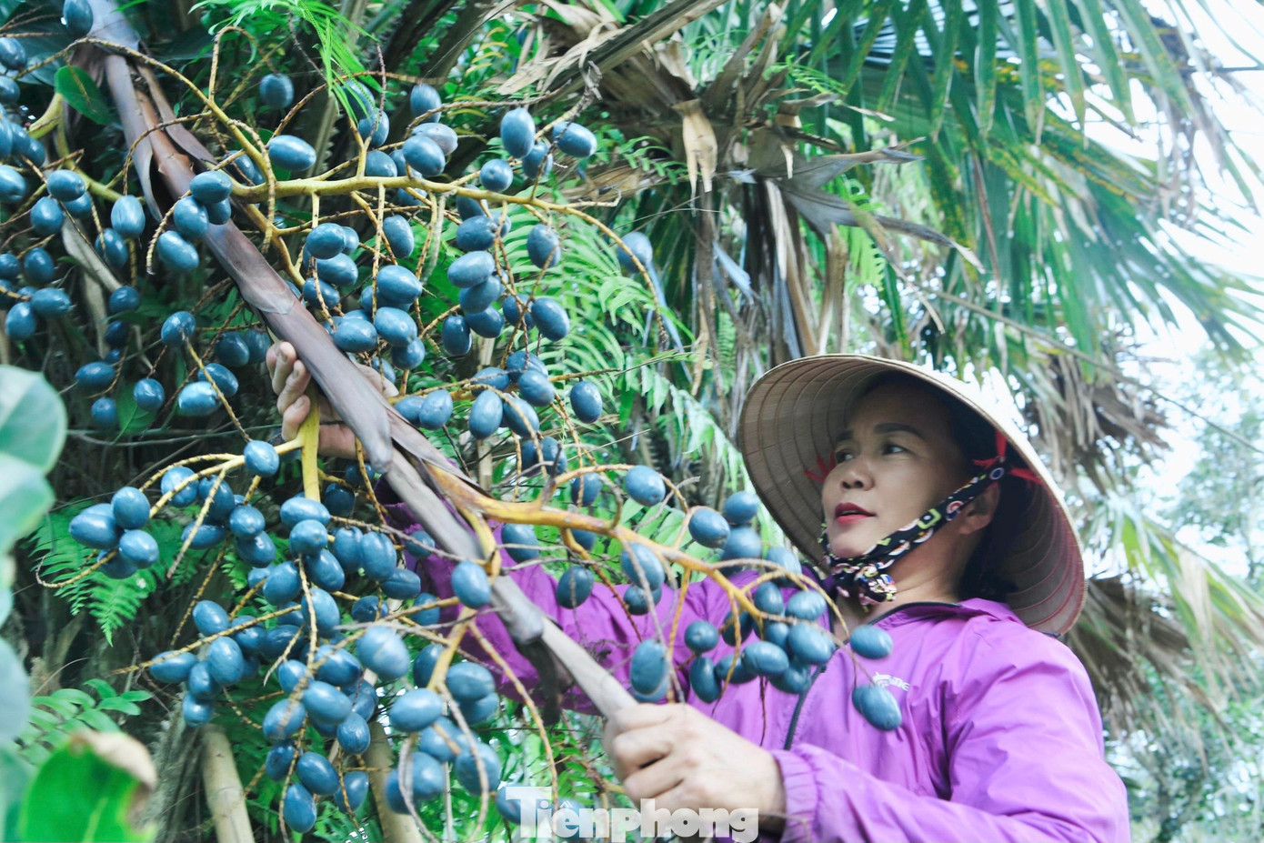 Bà Nguyễn Thị Khiêm (trú xã Sơn Tiến, huyện Hương Sơn) cho biết, cọ trồng từ khoảng năm thứ 6 trở lên mới cho quả ngon. Vì gốc cây cao nên muốn hái được qủa phải dùng thang để trèo lên hái. Mỗi gốc cho từ 20-30kg quả cọ. Bà Nguyễn Thị Khiêm (trú xã Sơn Tiến, huyện Hương Sơn) cho biết, cọ trồng từ khoảng năm thứ 6 trở lên mới cho quả ngon. Vì gốc cây cao nên muốn hái được qủa phải dùng thang để trèo lên hái. Mỗi gốc cho từ 20-30kg quả cọ.
