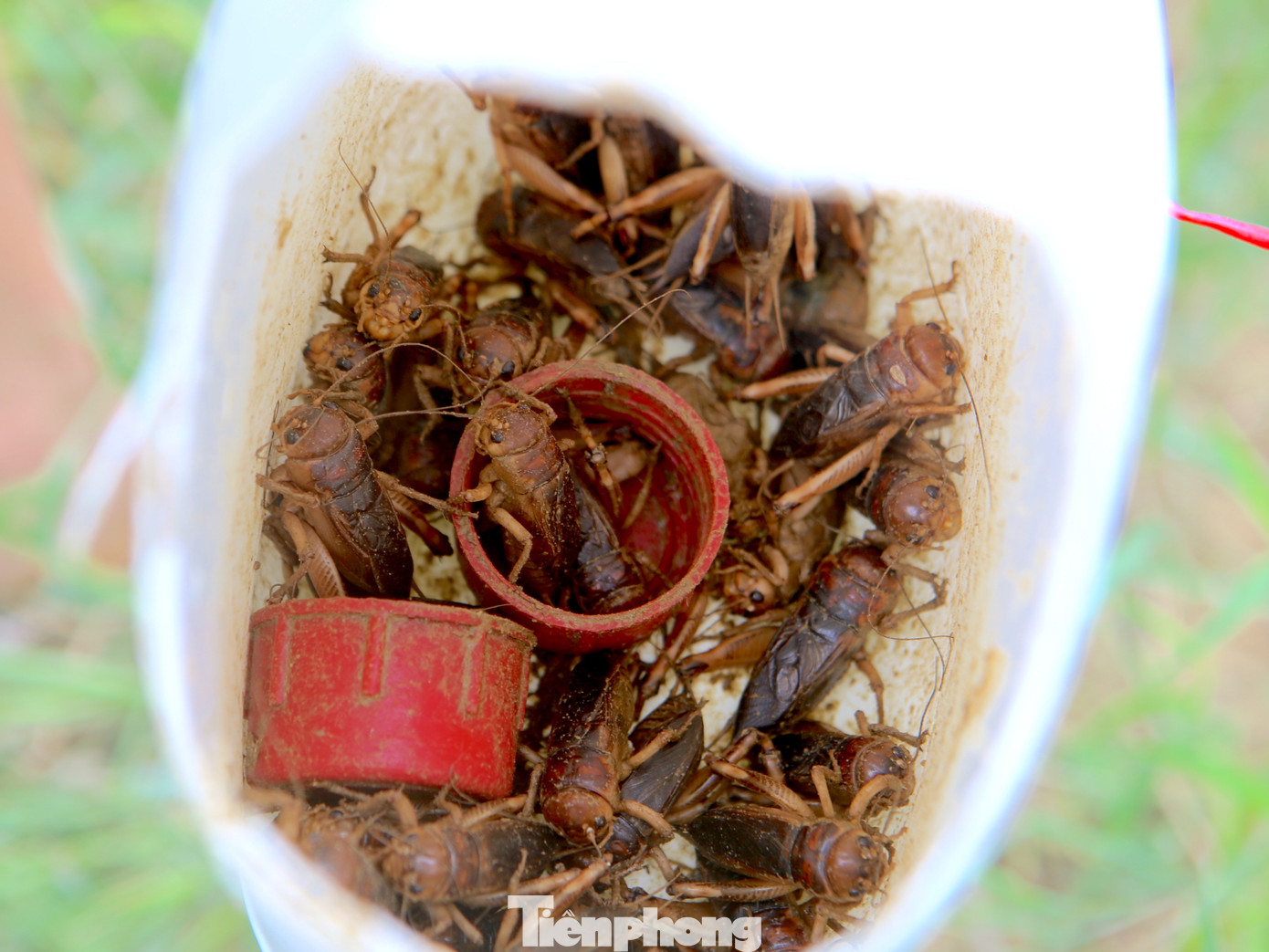 Dế rất nhanh nhạy, vì thế người bắt phải nhanh tay, nhanh mắt nếu không sẽ nhảy đi chỗ khác. Dế đa phần mỗi hang chỉ có một con, nhưng cũng có tổ có hai con sinh sống. Vì vậy người bắt phải kiểm tra thật kỹ khi đào để tránh bỏ sót.