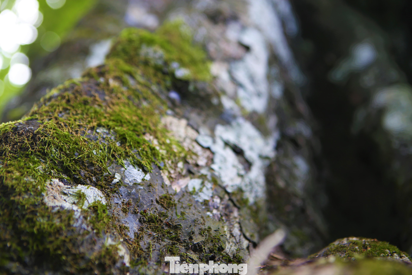 Lớp vỏ cây có nhiều khối u, đường gân sần sùi, dưới gốc có chỗ được khoét rỗng ruột, cao khoảng 5m, người có thể ẩn nấp bên trong. Hàng năm cứ vào mùa, cây luôn sai quả.