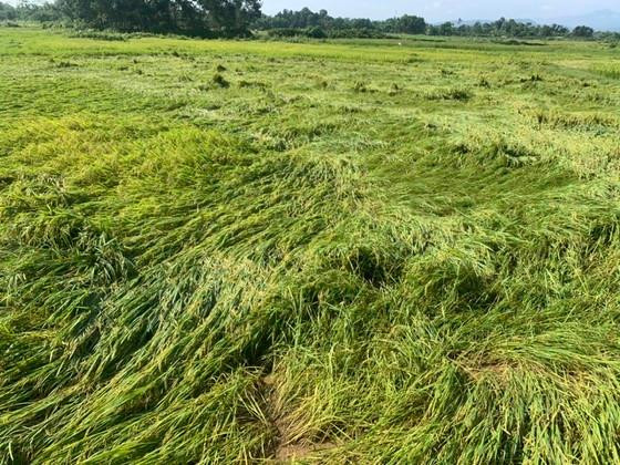 Hàng chục ha lúa chuẩn bị thu hoạch đổ rạp xuống. Hàng chục ha lúa chuẩn bị thu hoạch đổ rạp xuống.